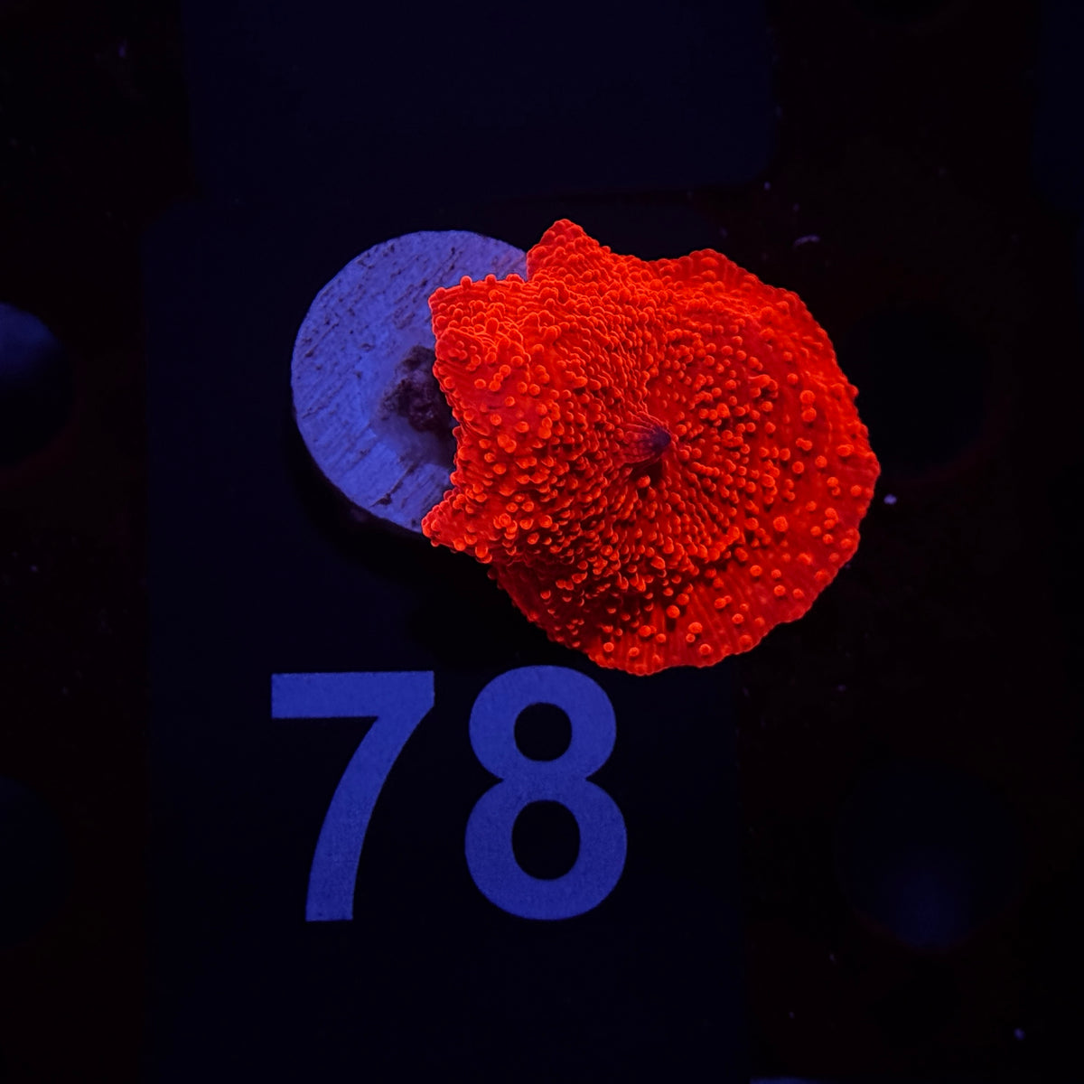 Neon Orange Rippled Discosoma Mushroom