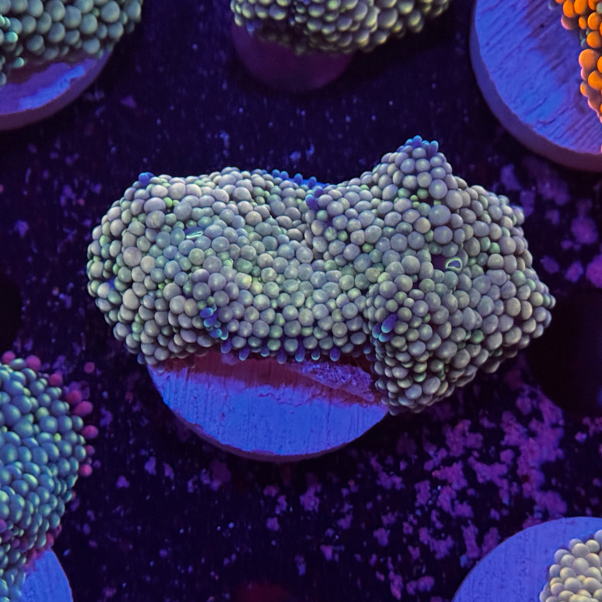 Rainbow Ricordea Mushroom