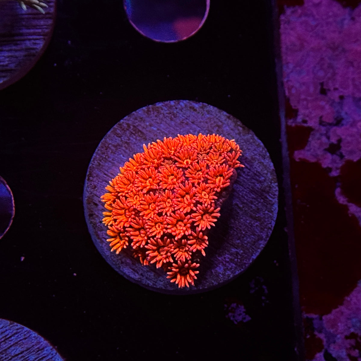 Shirley Temple Goniopora