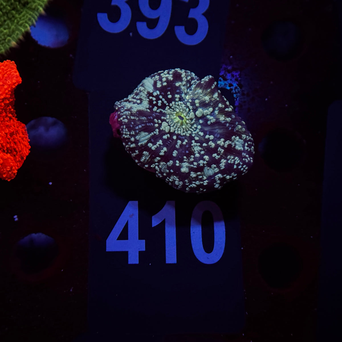 Cosmic Stardust Discosoma Mushroom