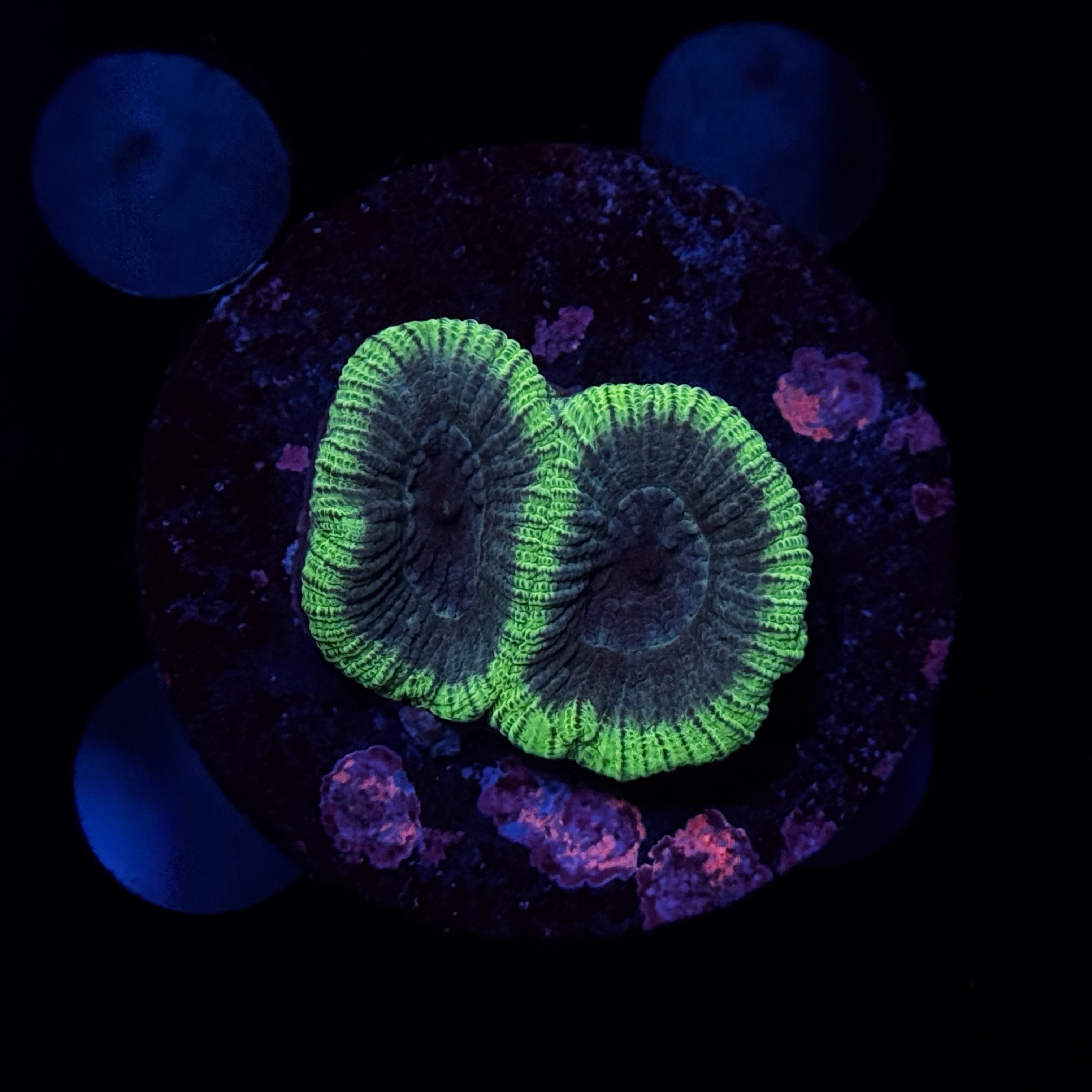 Green Rim Brain Favia