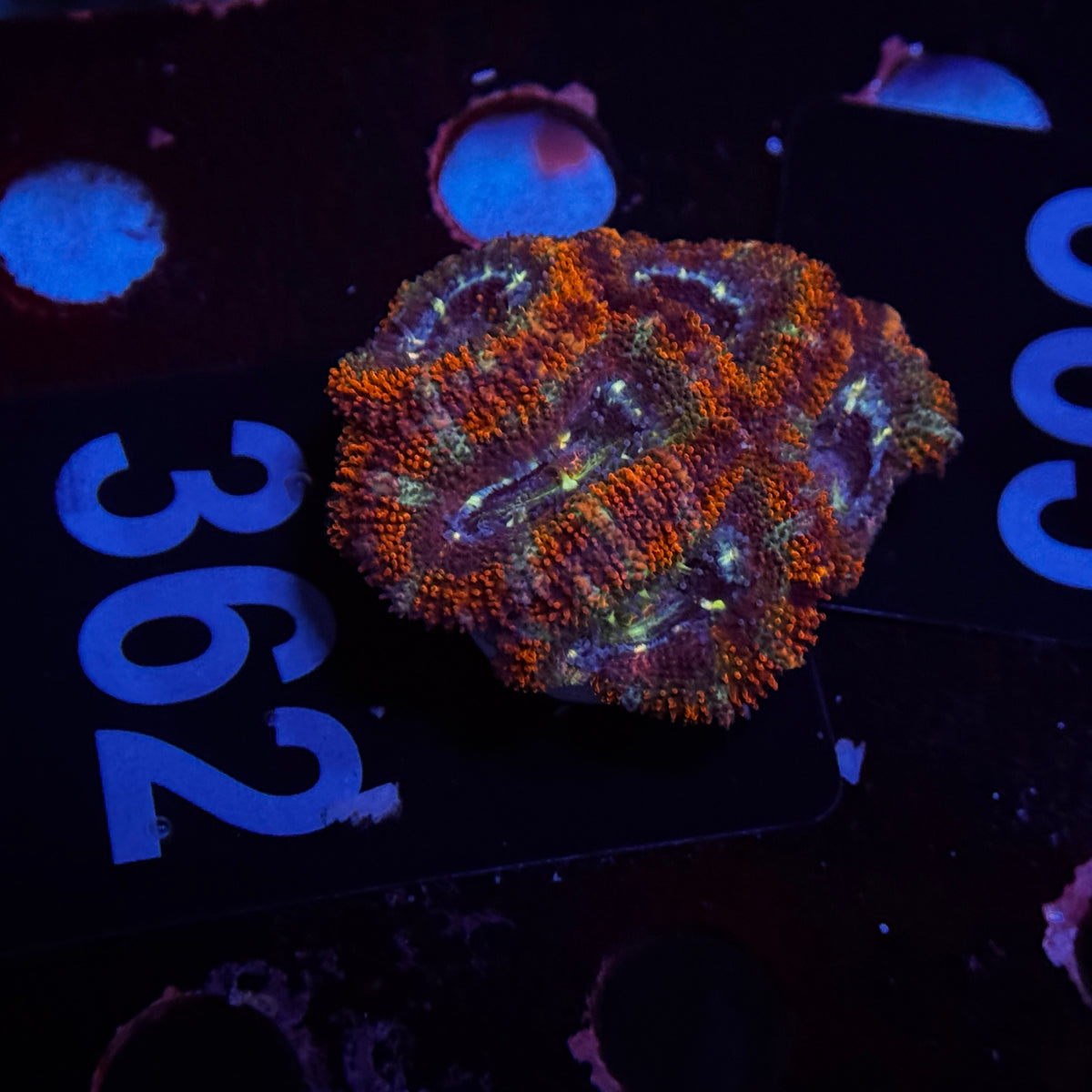 Ultra Rainbow Acan Lord Cluster