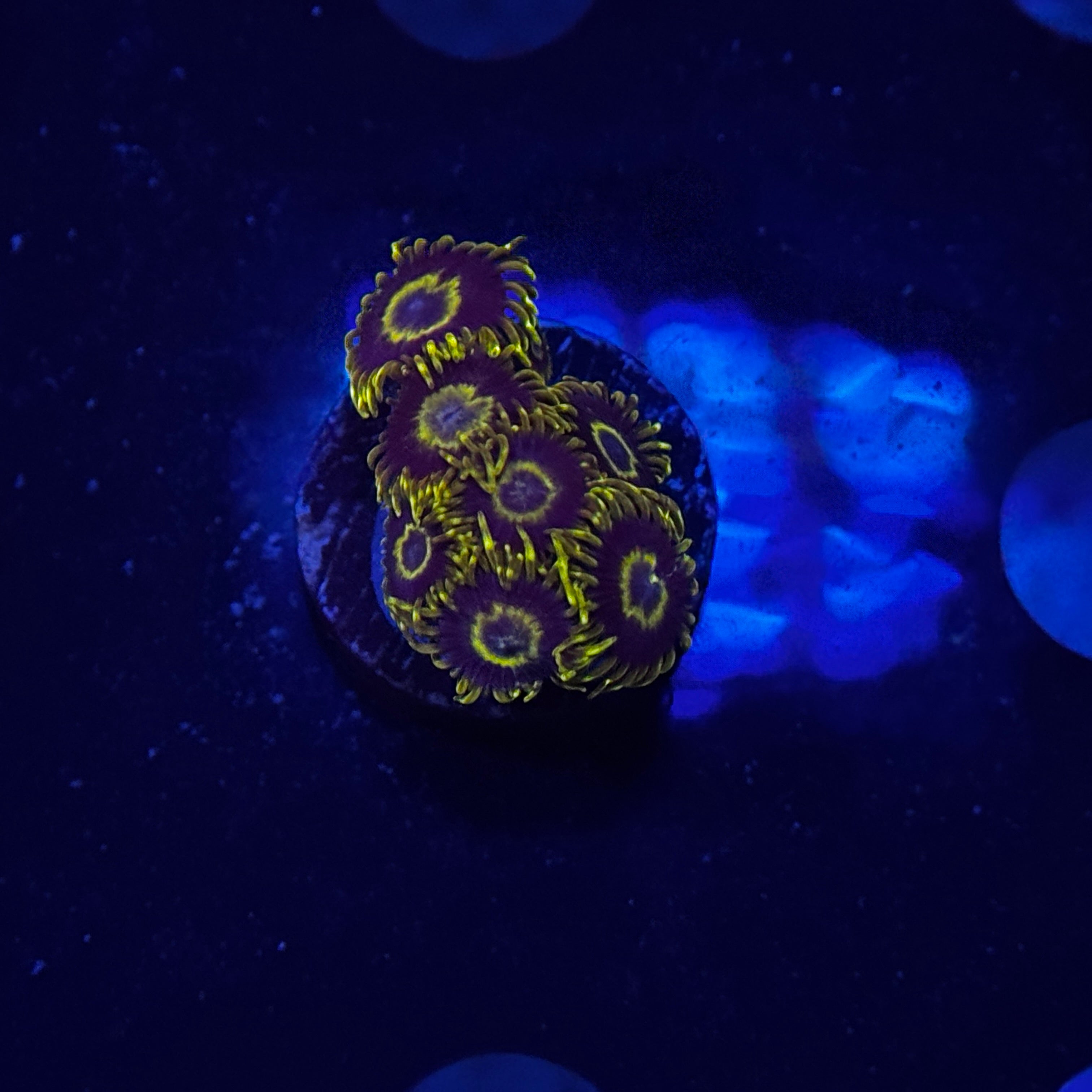 Purple Hornet Zoanthids