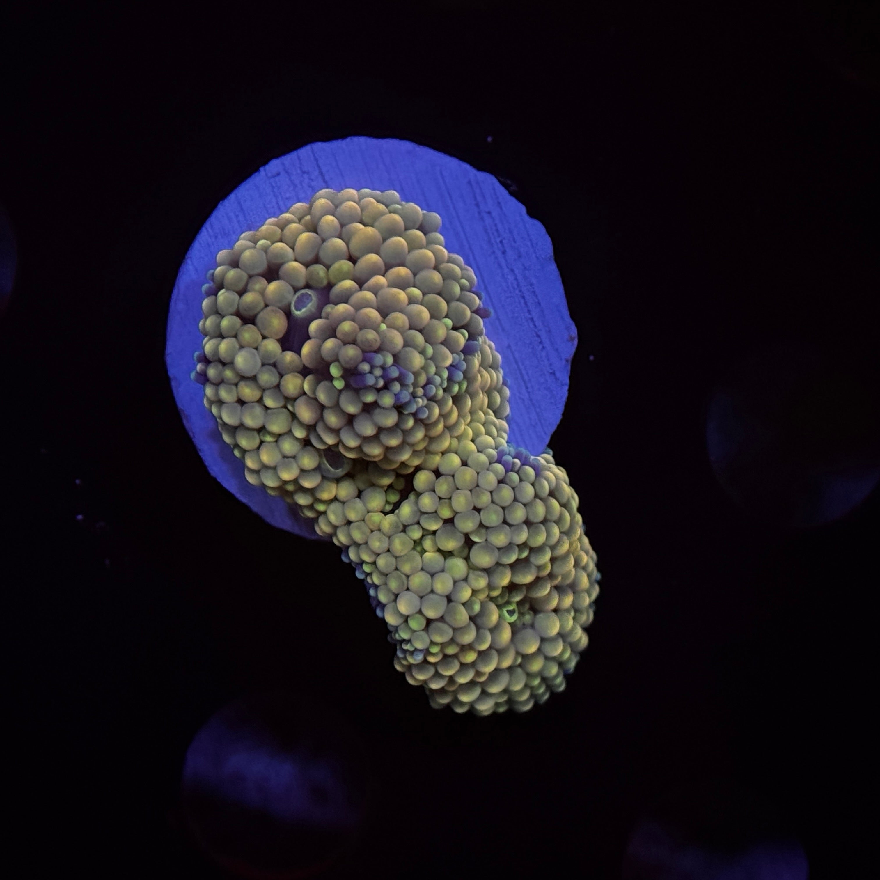 Rainbow Ricordea Mushroom