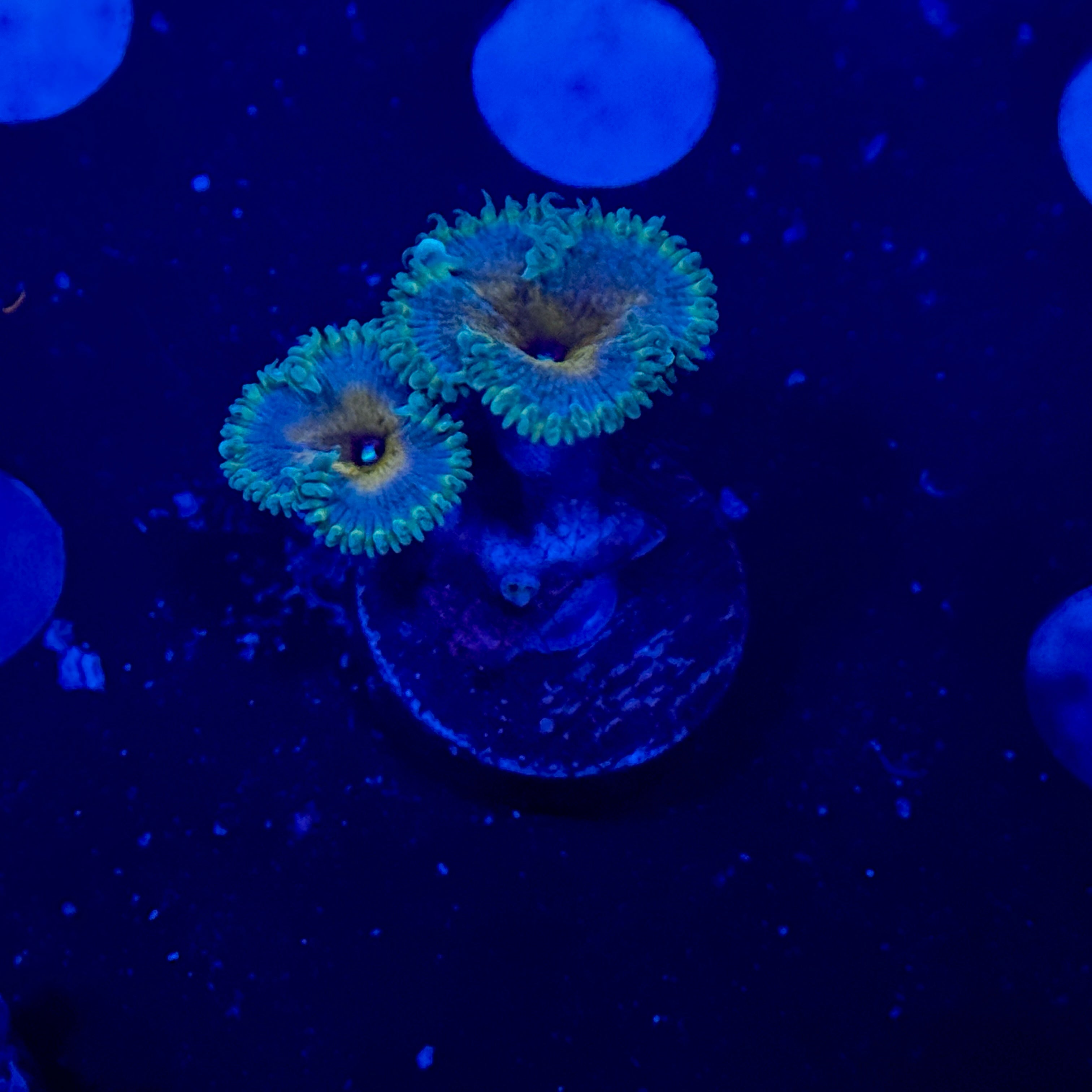 Captain America Zoanthids