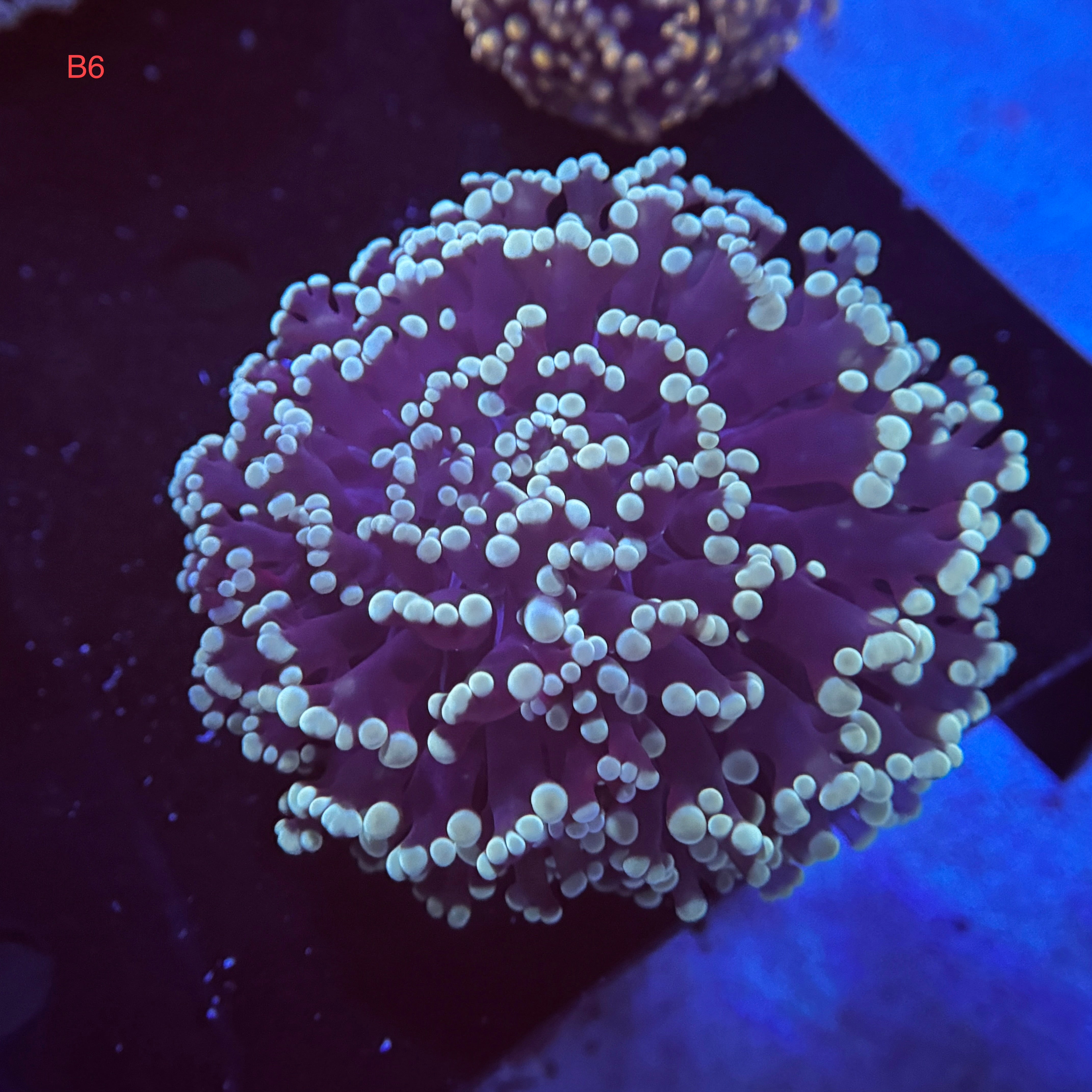 Sapphire Kingspawn