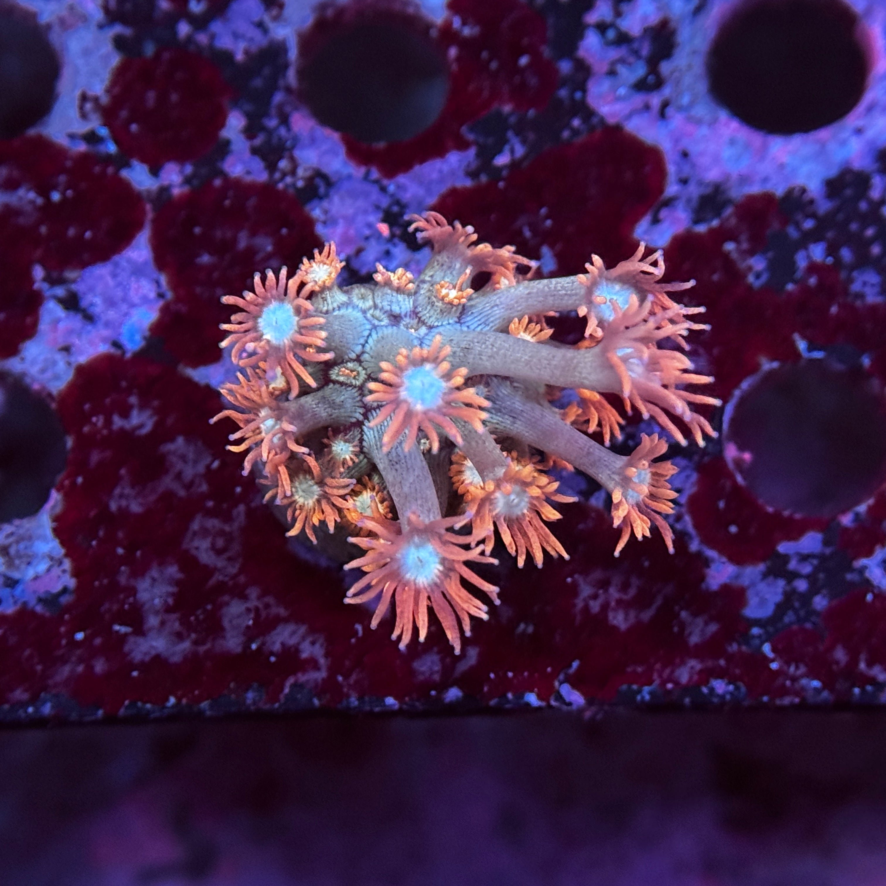 Valentine Goniopora