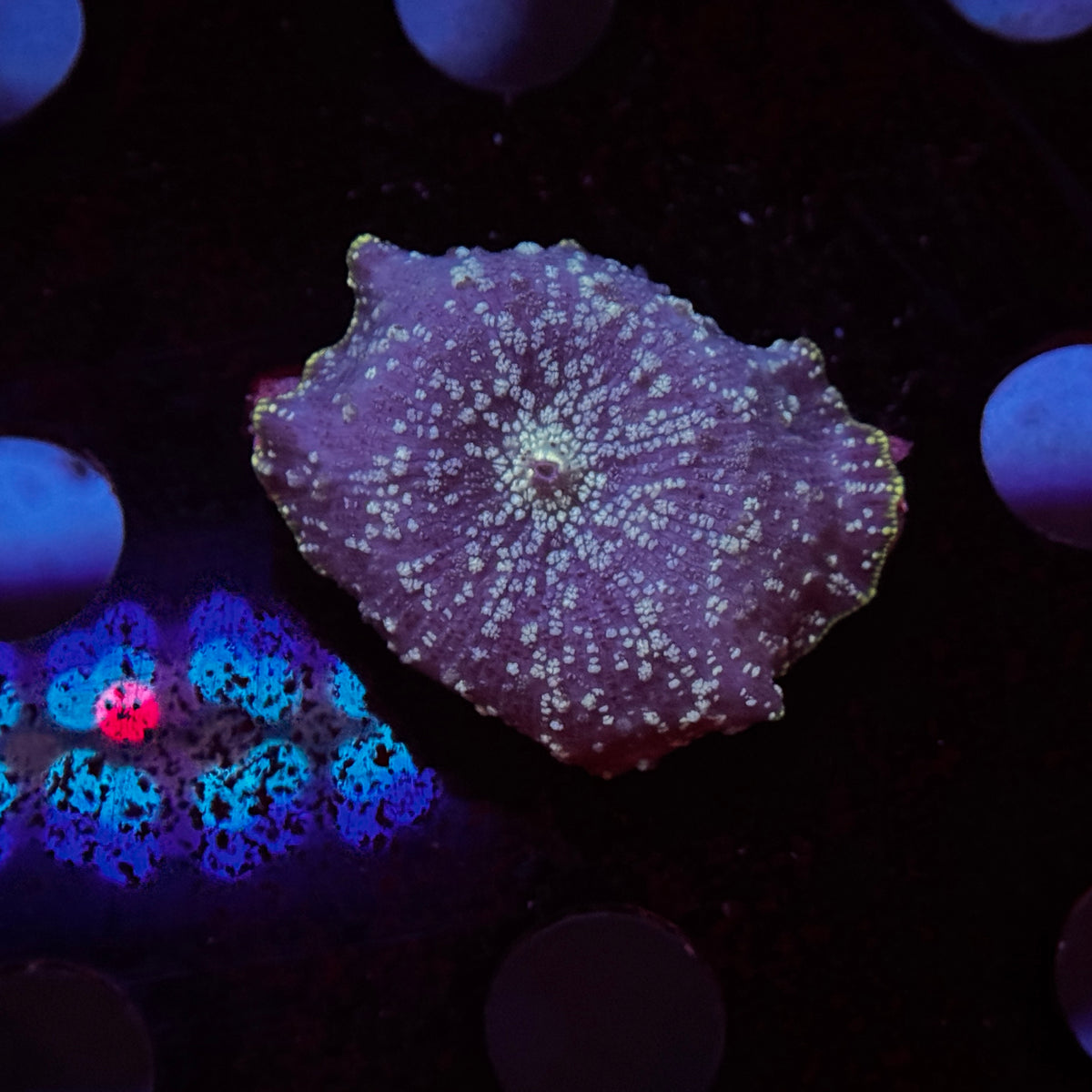Cosmic Stardust Discosoma Mushroom