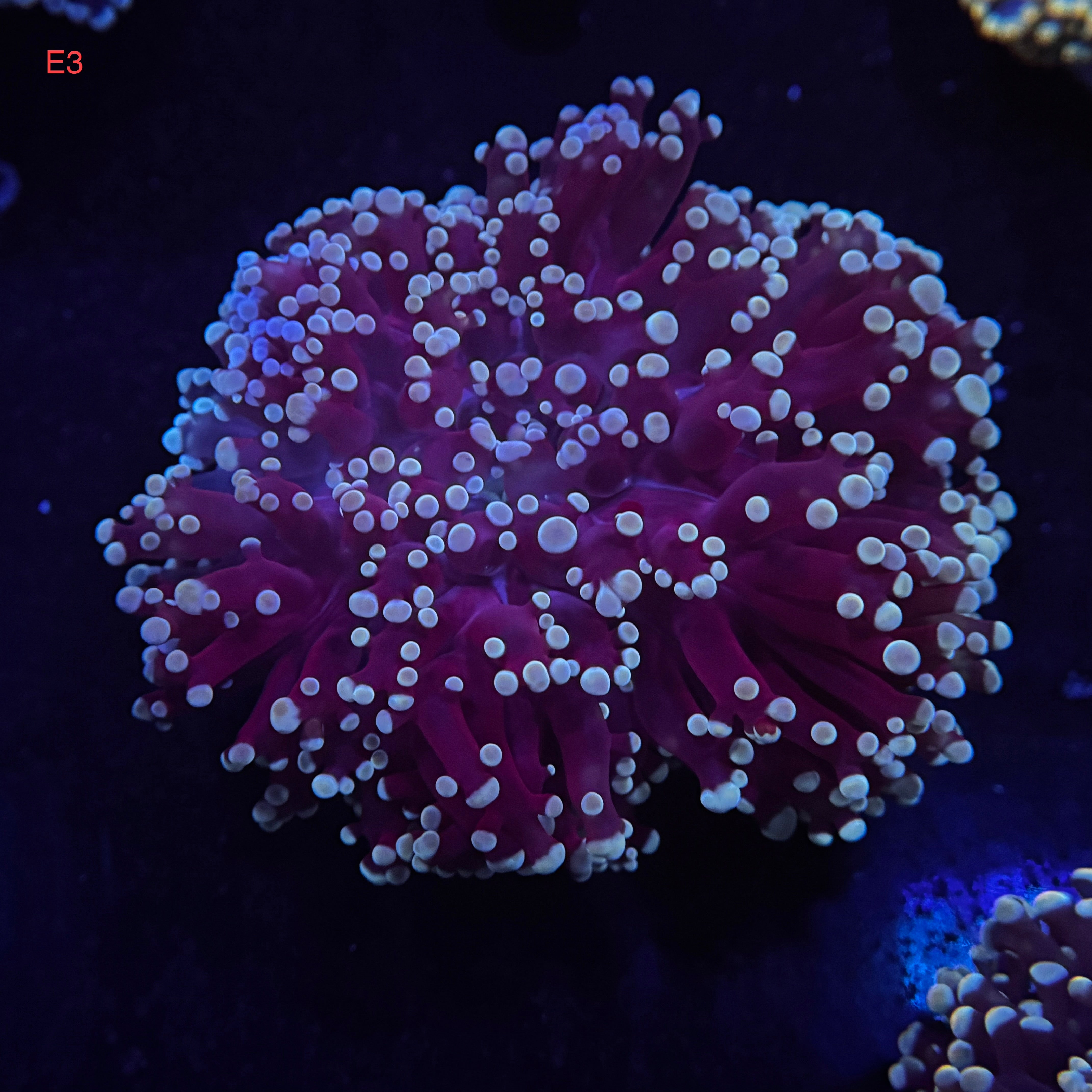 Deep Blue Kingspawn