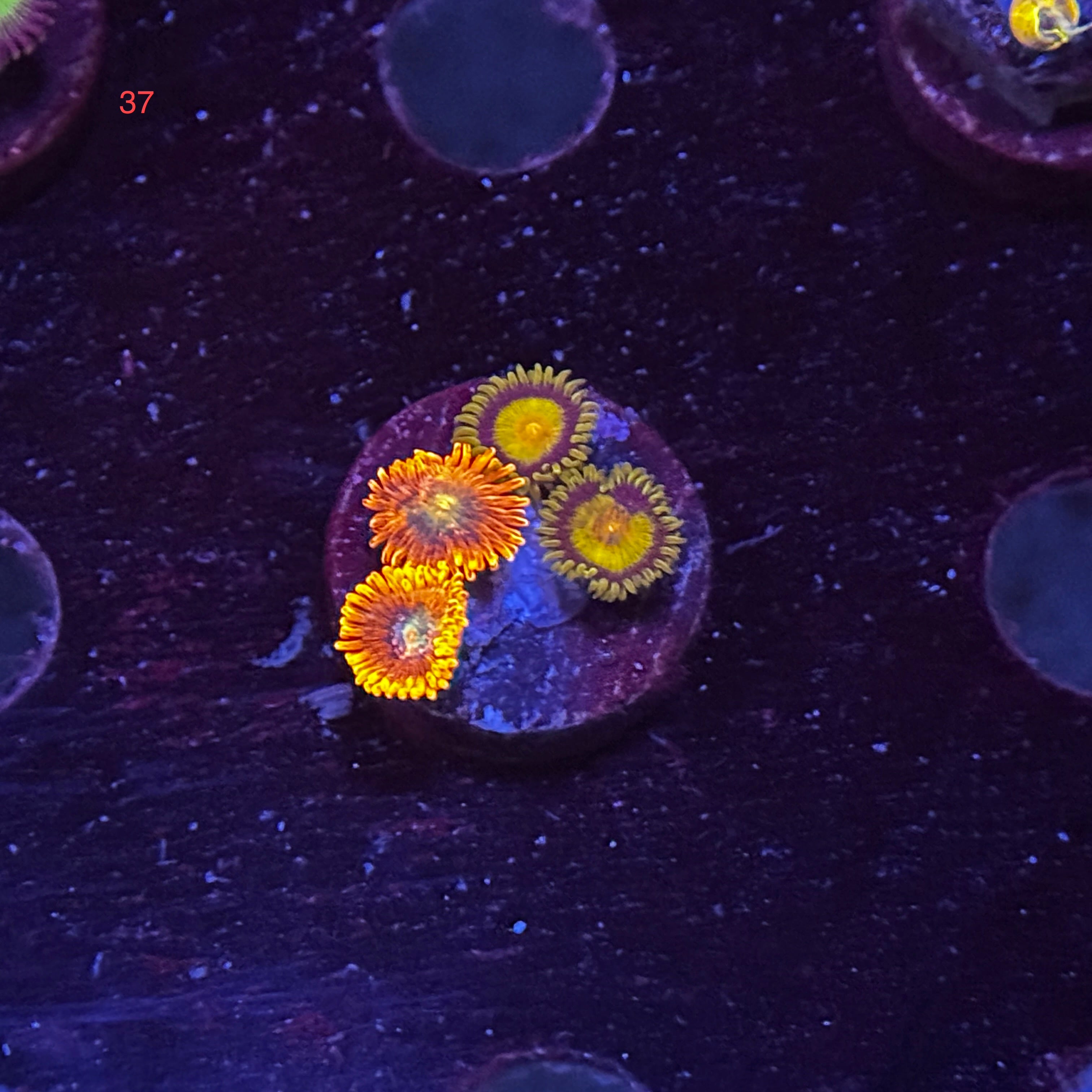 Zoanthids