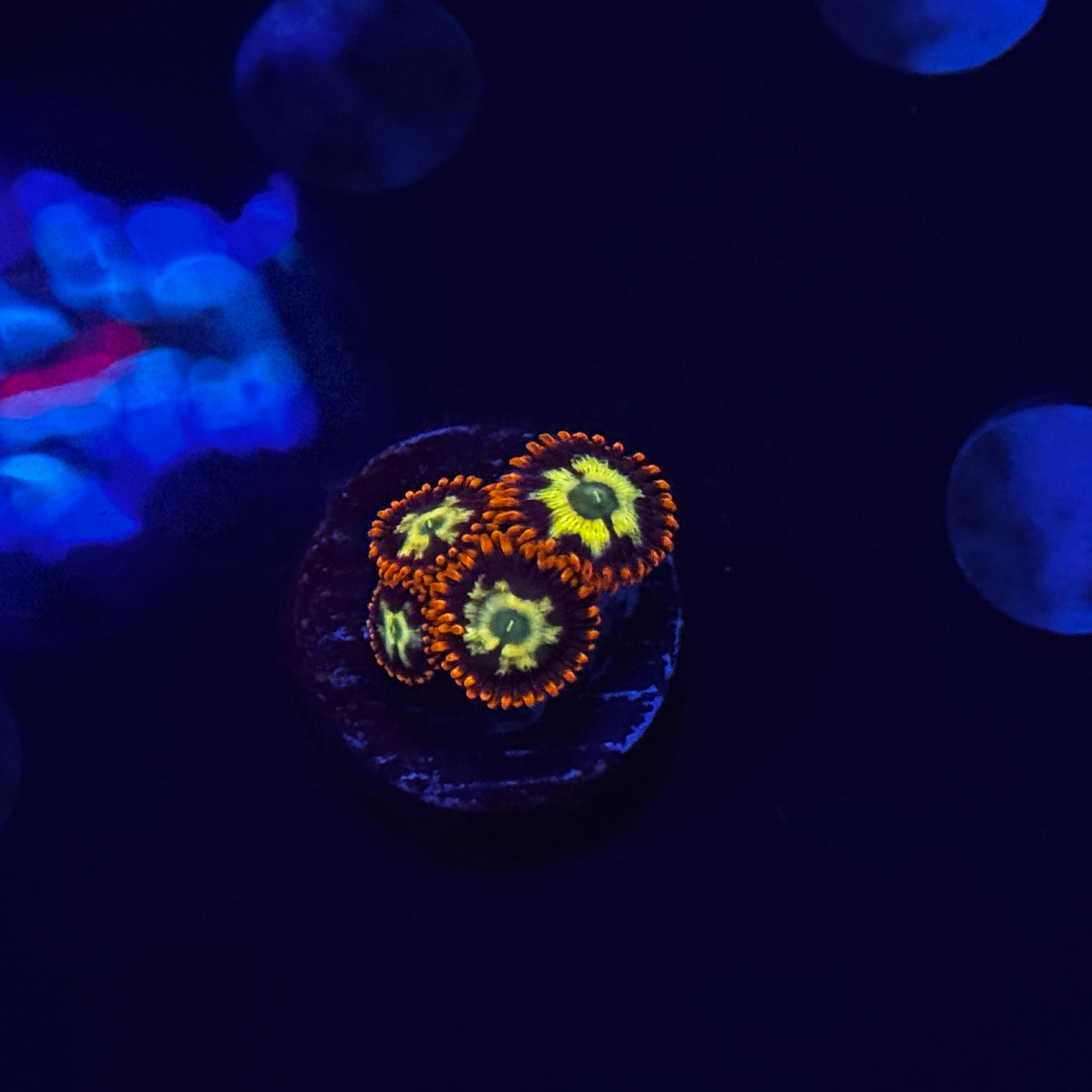 Tree House on Fire Zoanthids