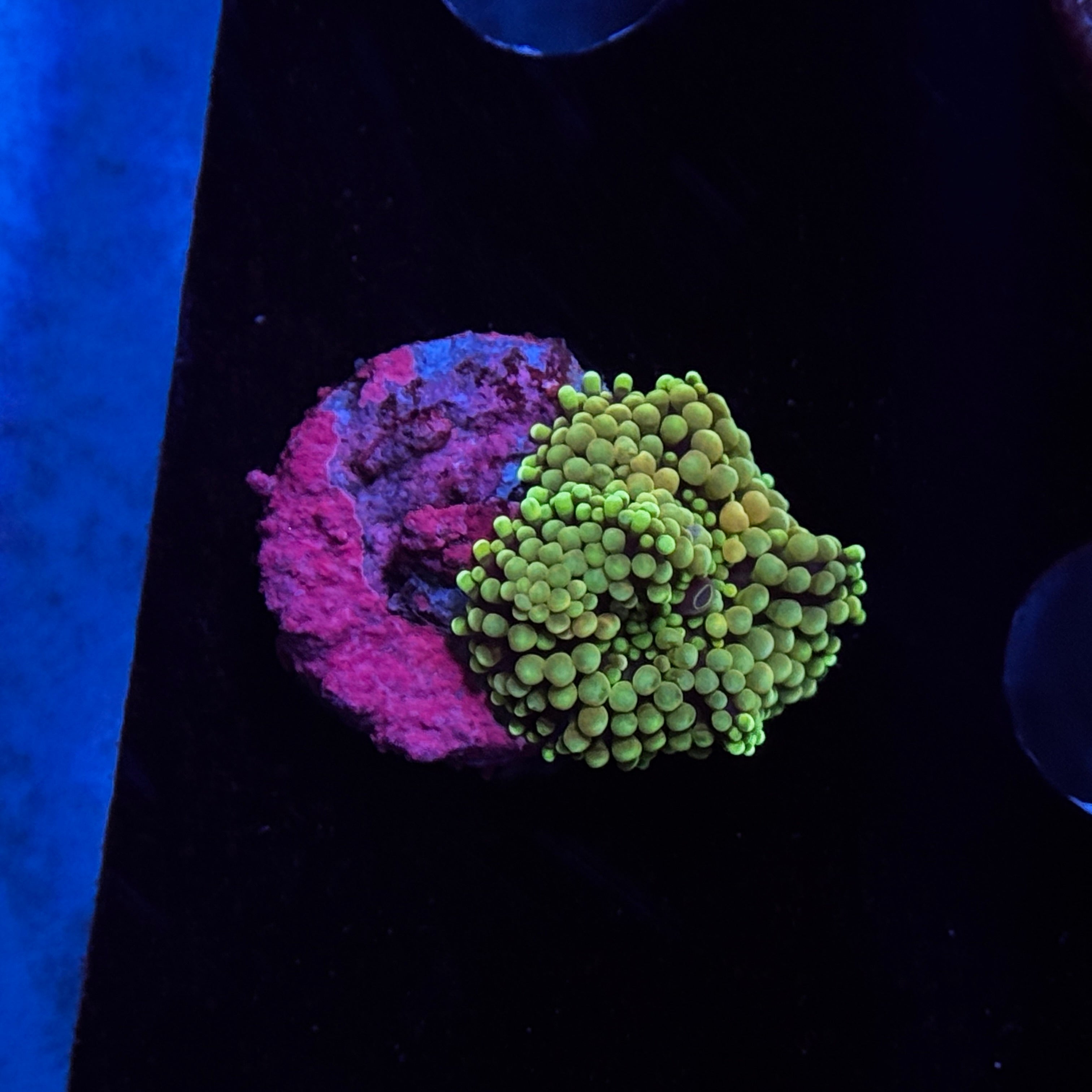 Rainbow Florida Ricordea