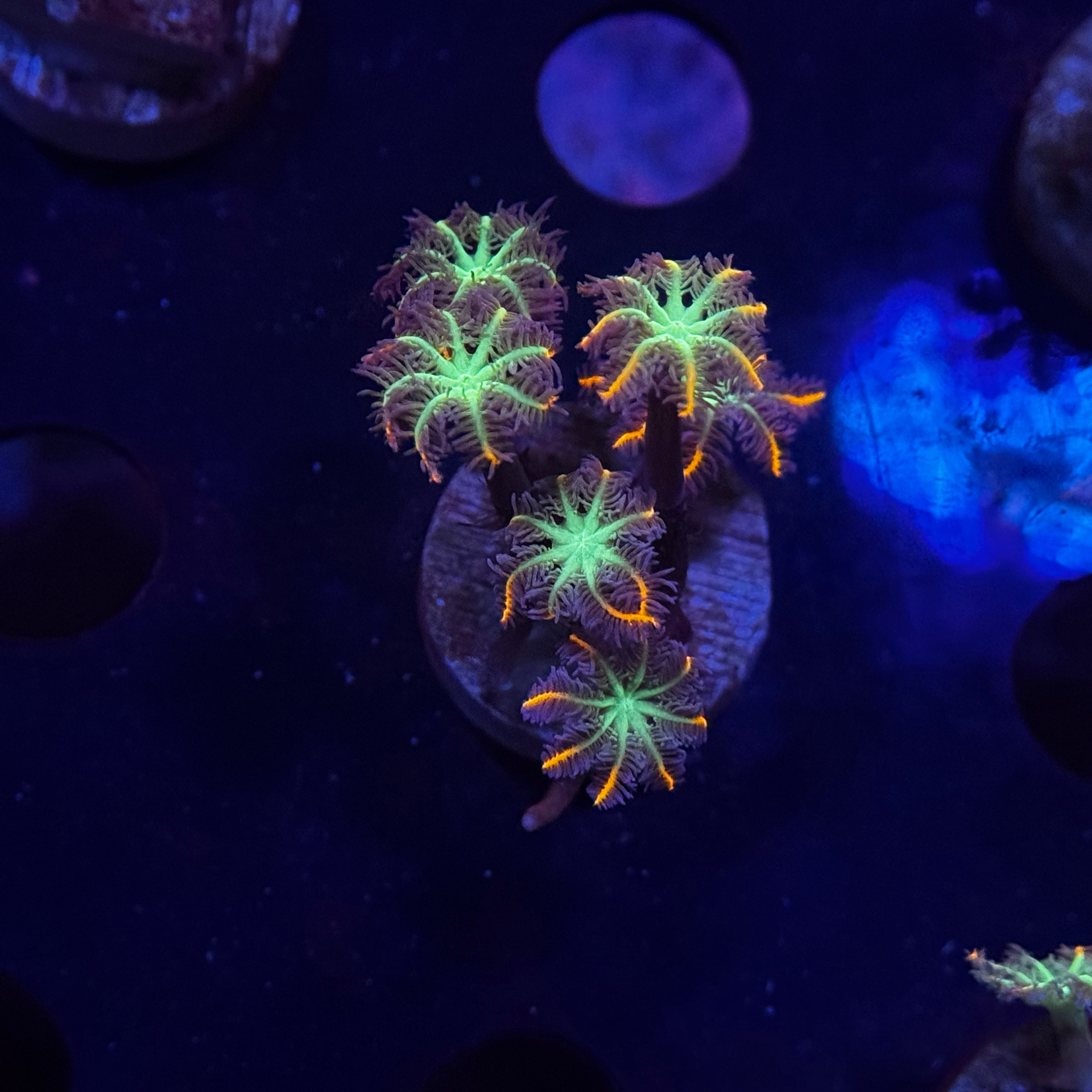 Firework Clove Polyps