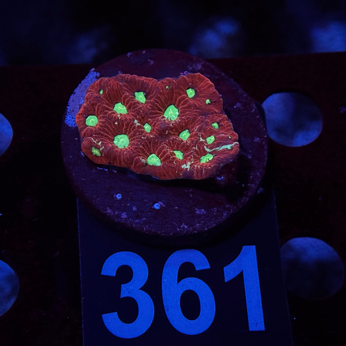War Coral Favia