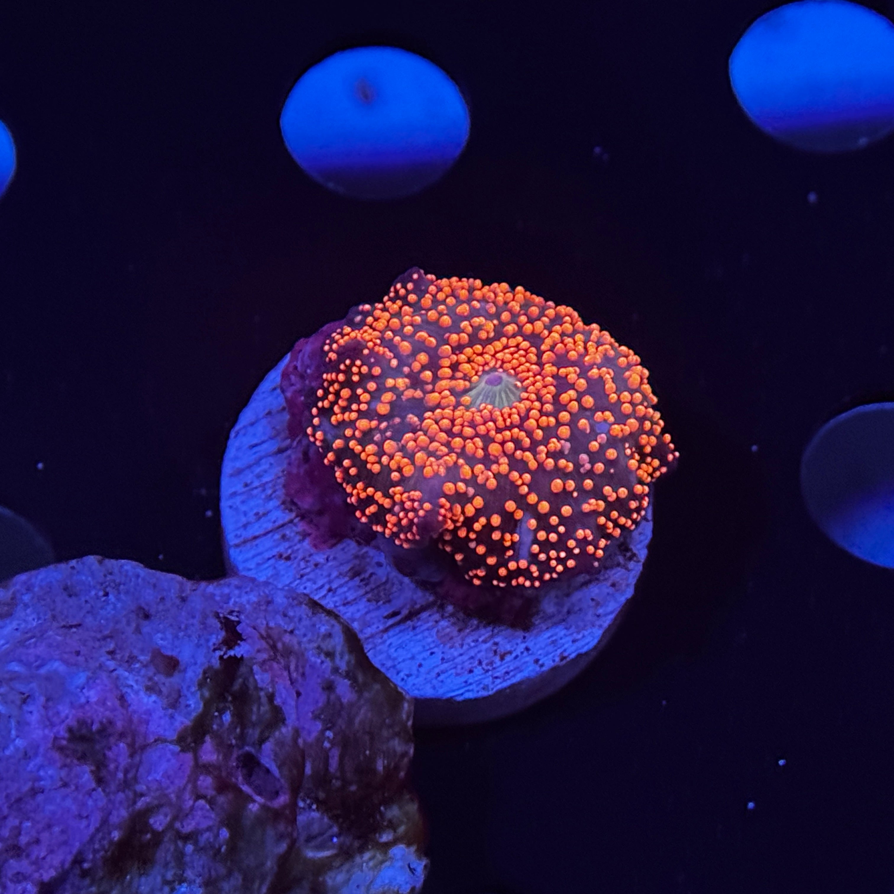 Pink Interstellar Mushroom