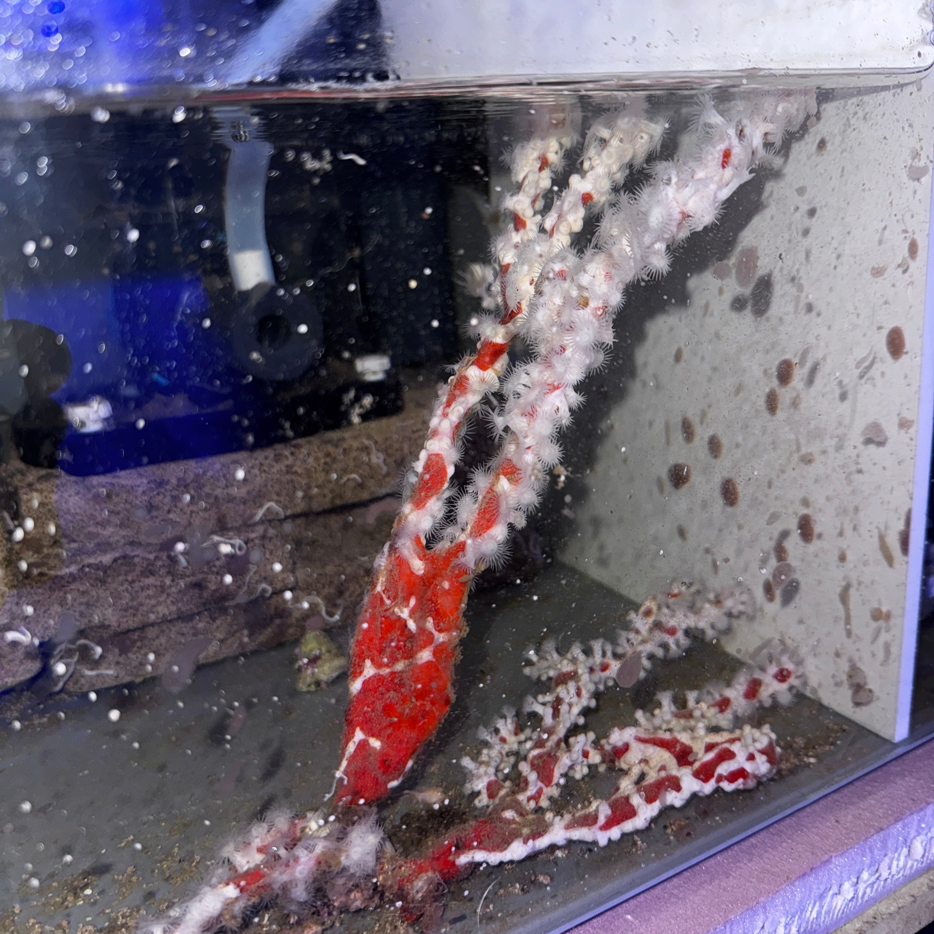 Australian Spider Sponge