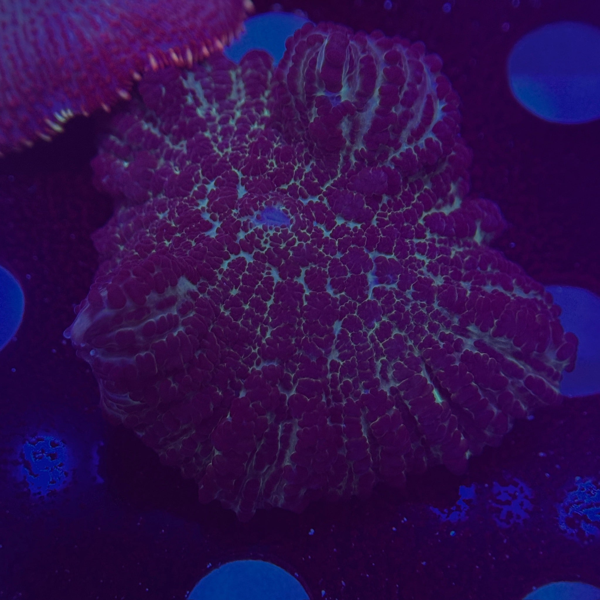 Lava Stone Mushroom
