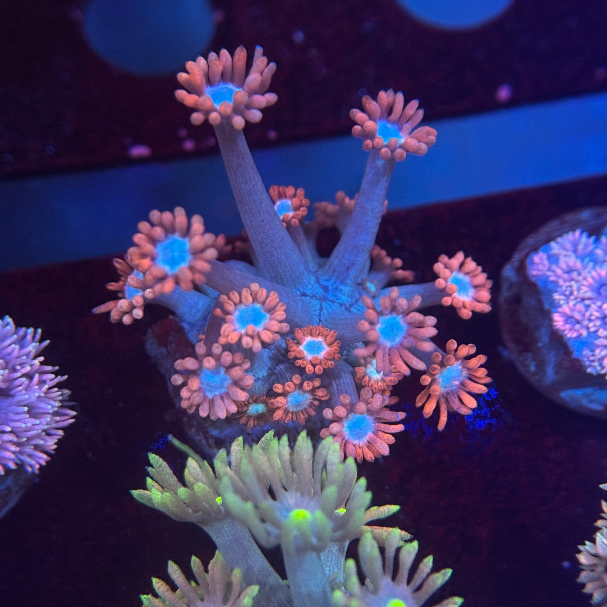 Valentine Goniopora 2