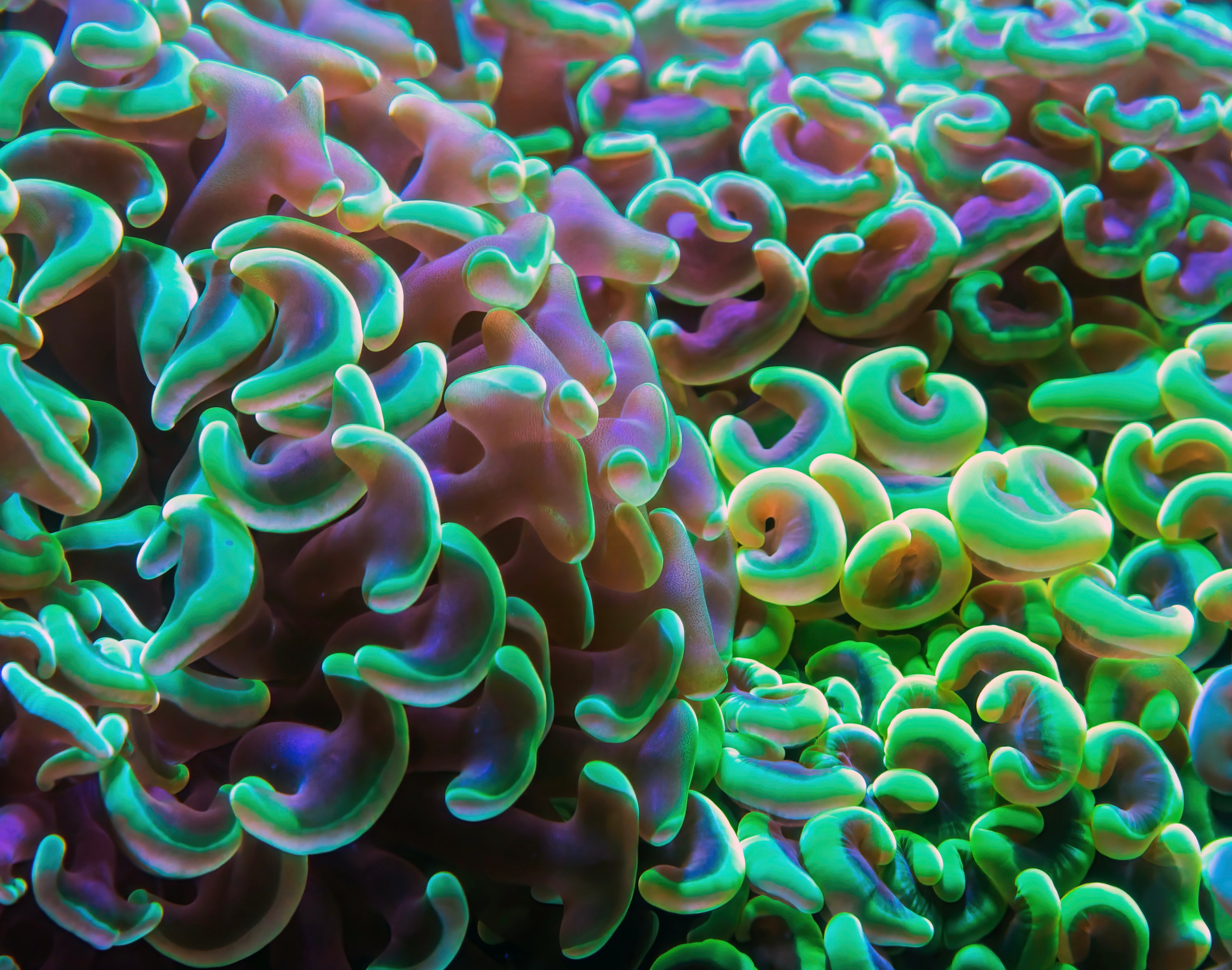 Shop LPS Corals - Add Beauty and Texture to Your Reef Tank