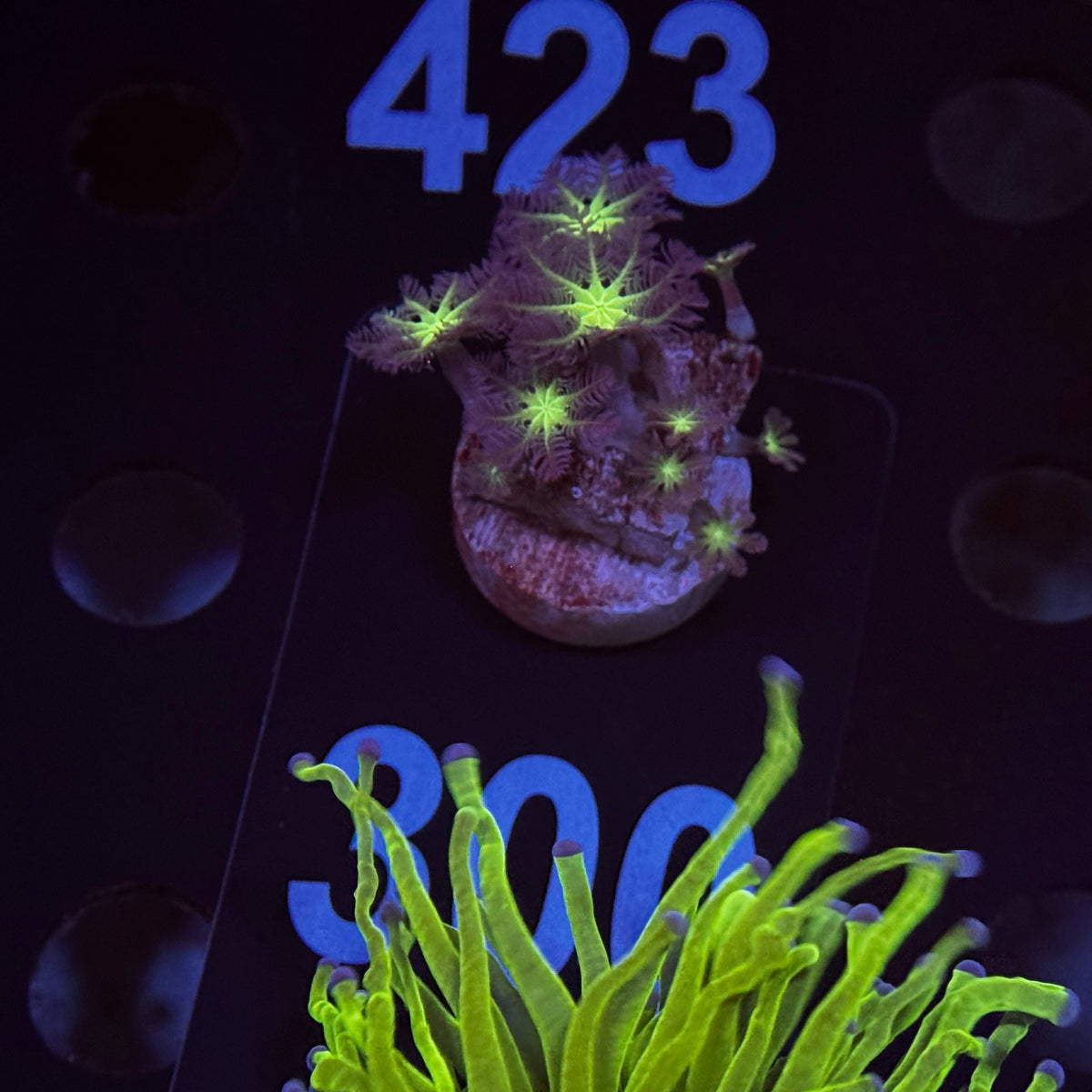 Neon Clove Polyps