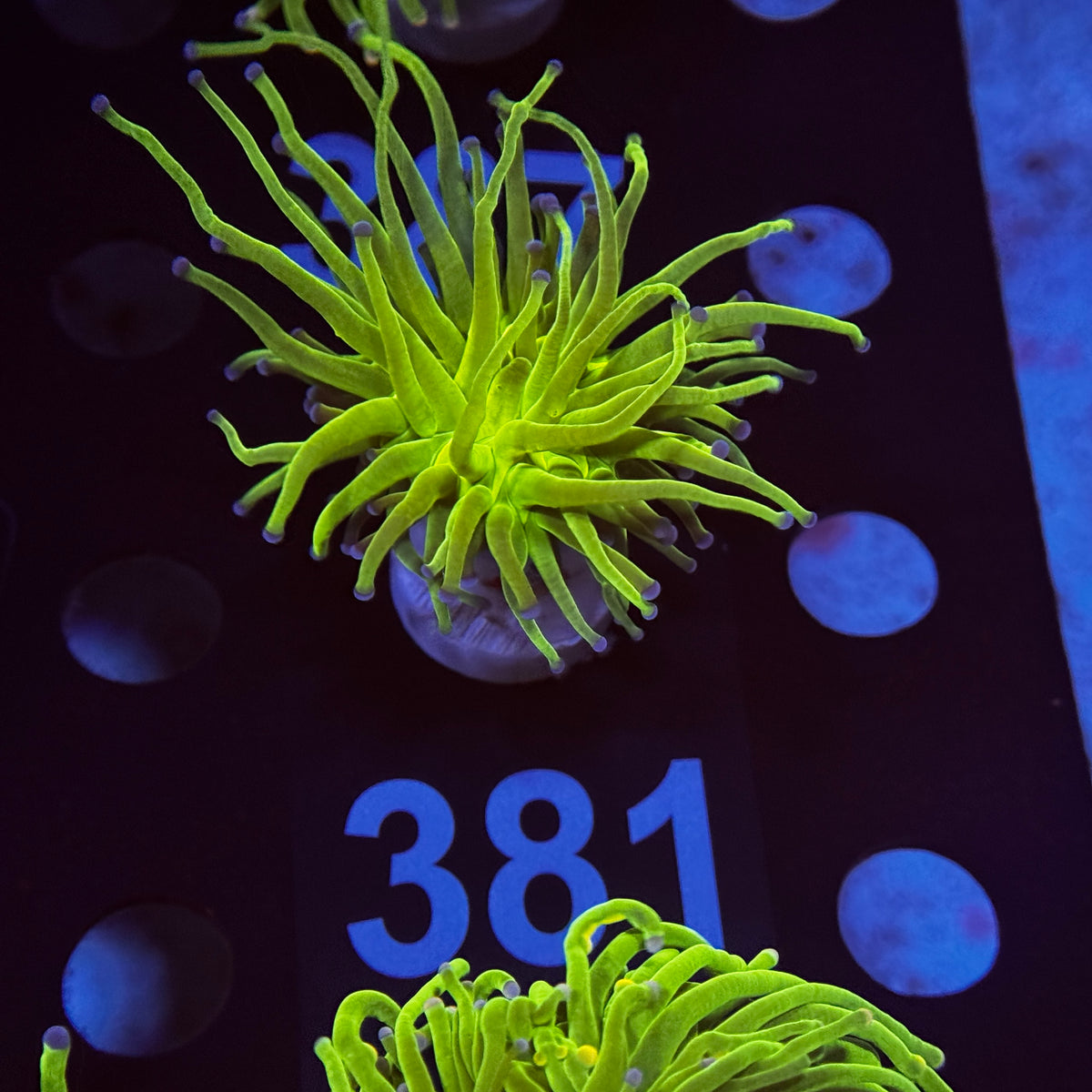 Bright Green Todds Torch