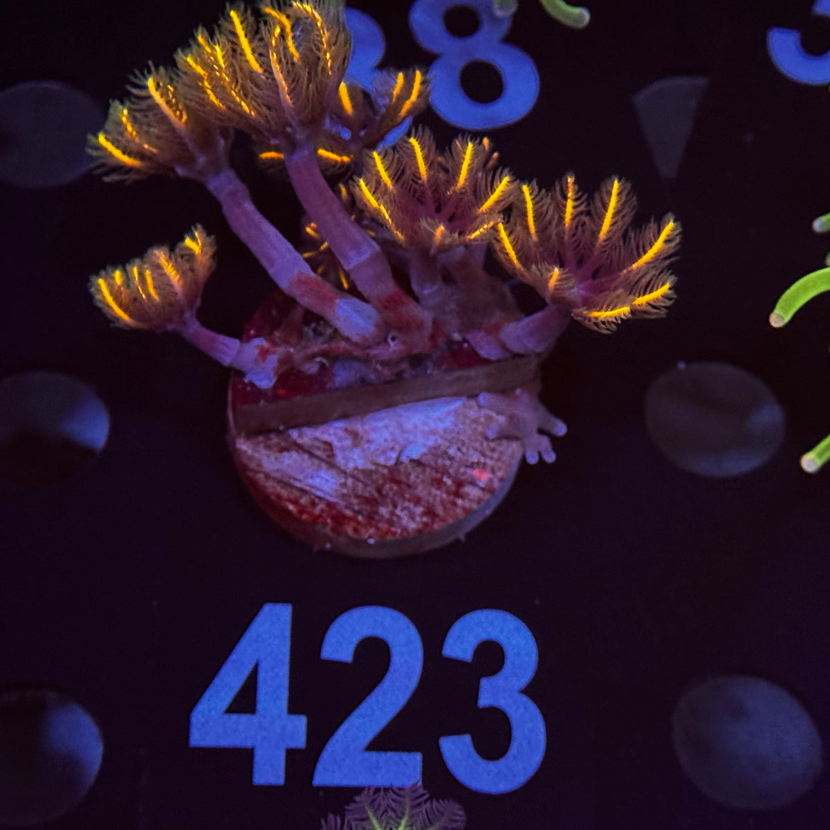 Orange Clove Polyps