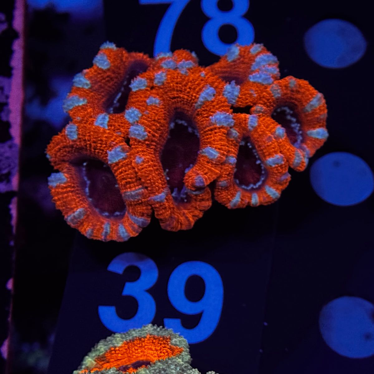 Peppermint Acan Lord