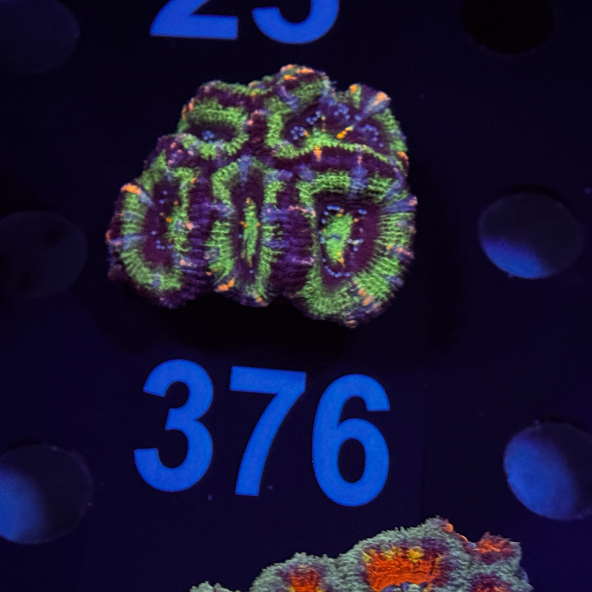 Ultra Green Acan Lord