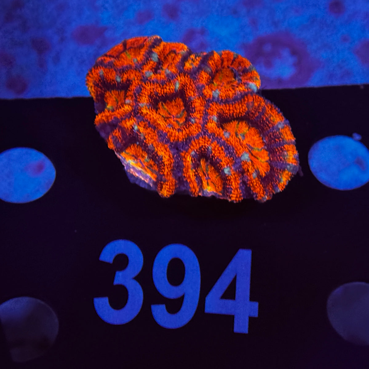 Ultra Orange Rainbow Acan Lord