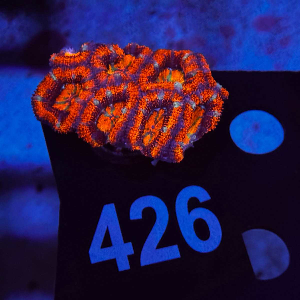 Ultra Orange Rainbow Acan Lord