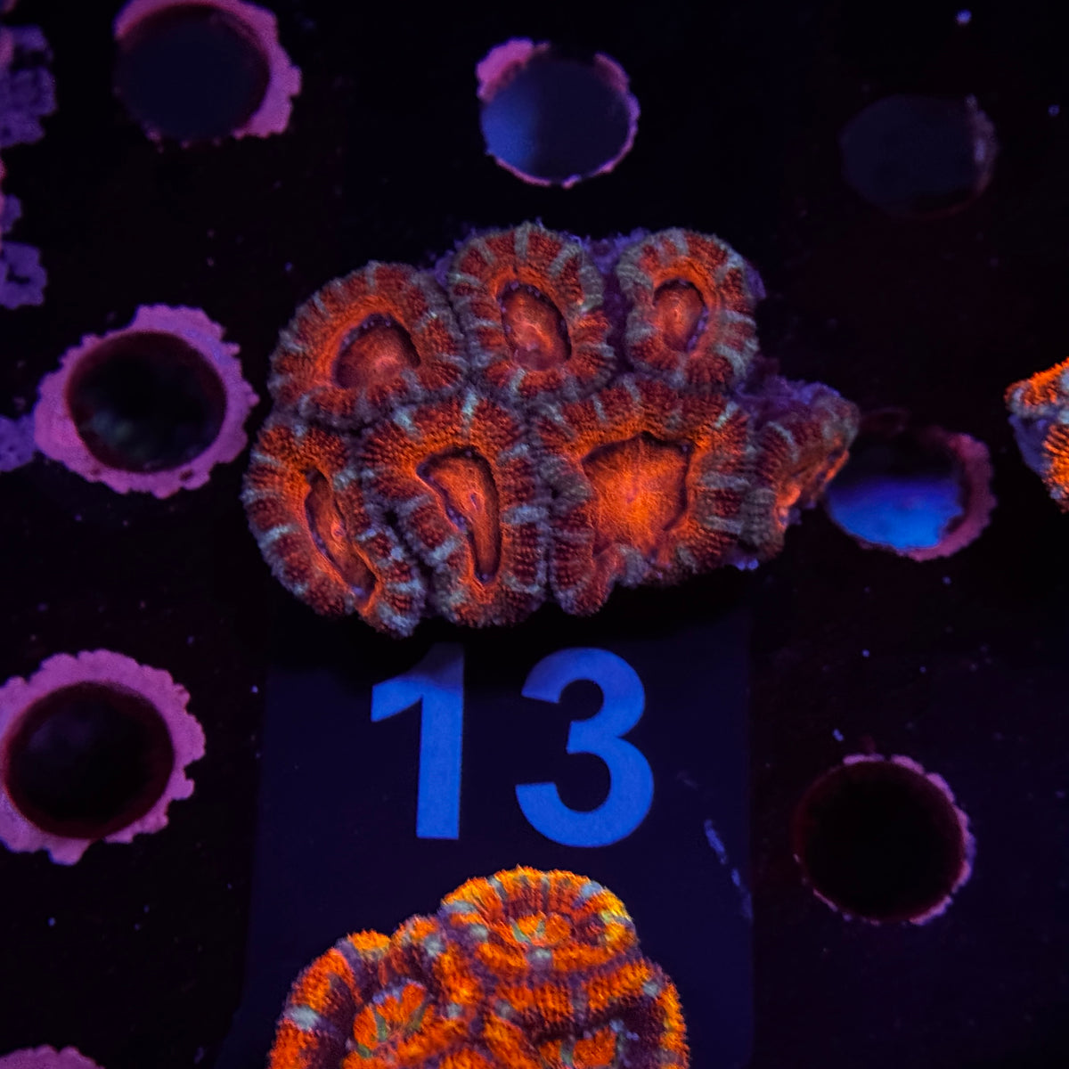 Red Acan Lord