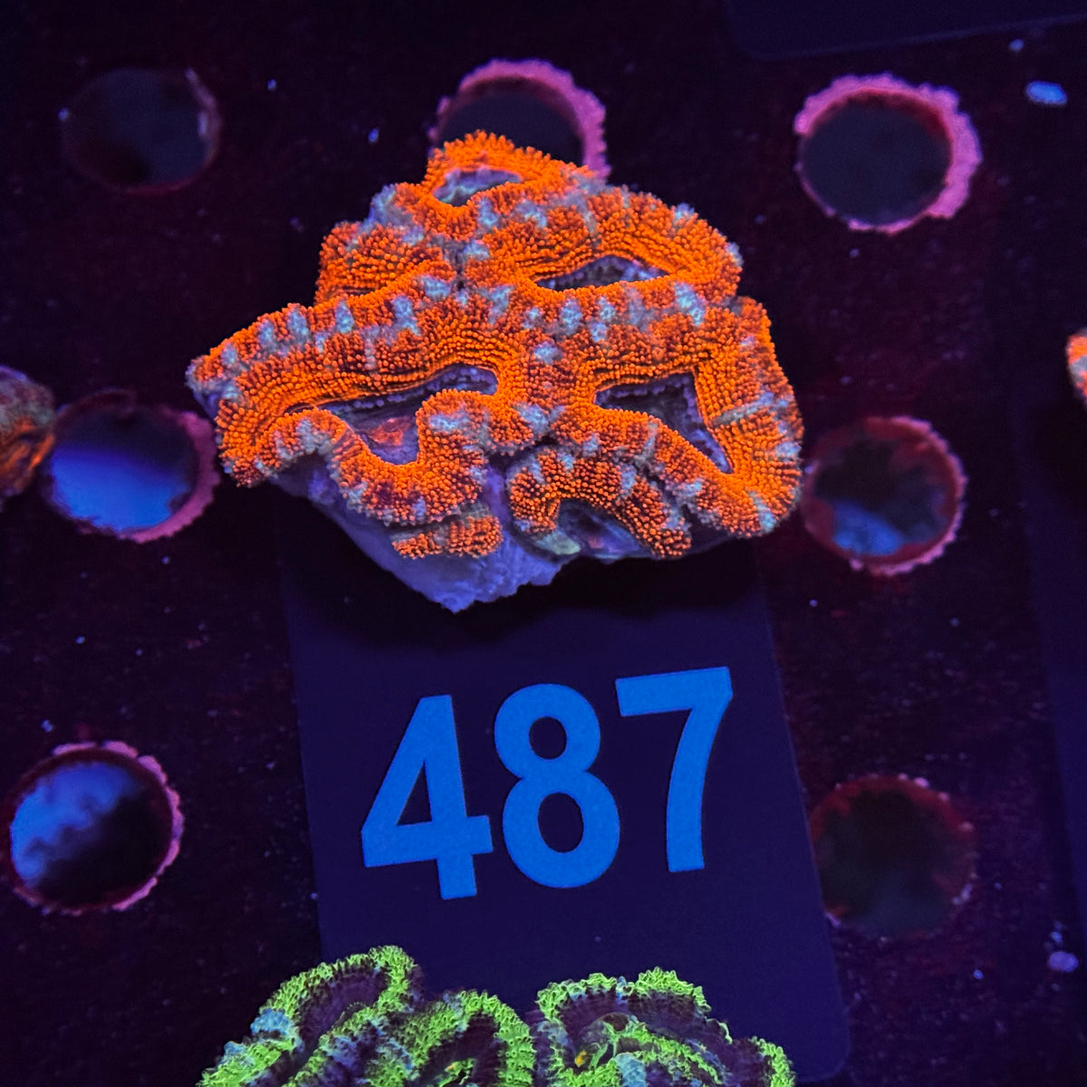 Rainbow Red Acan Lord