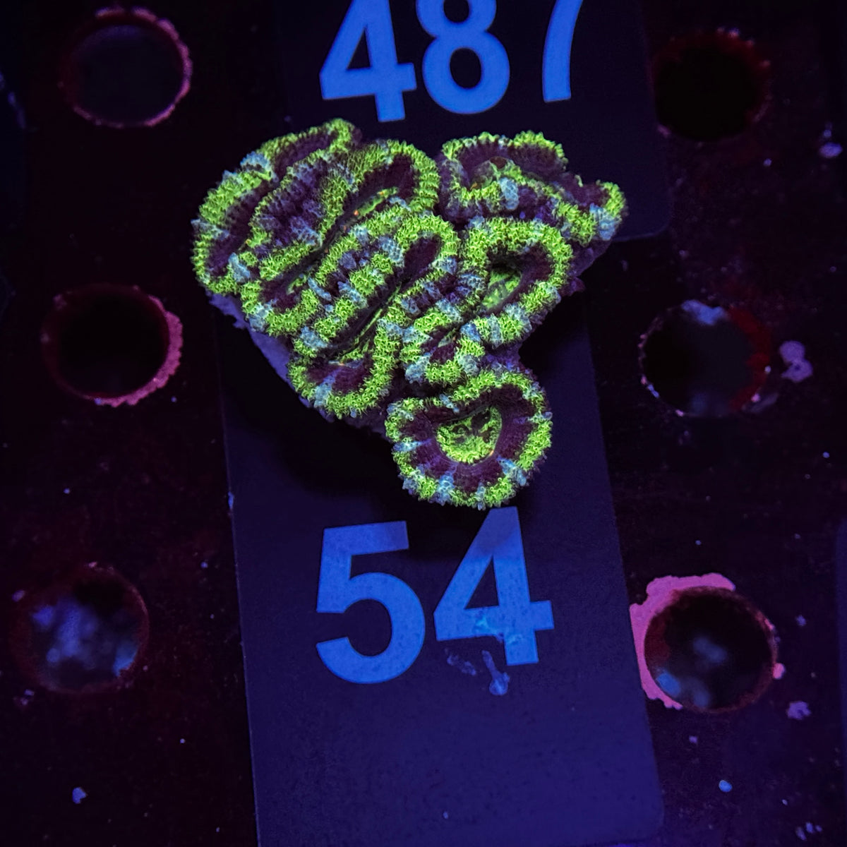 Green Spectre Acan Lord
