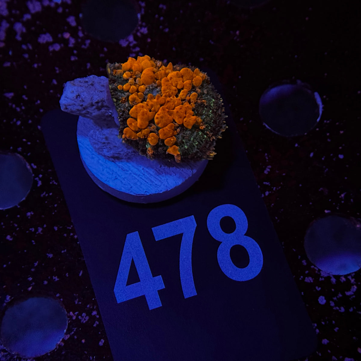 Sunkist Bounce Mushroom