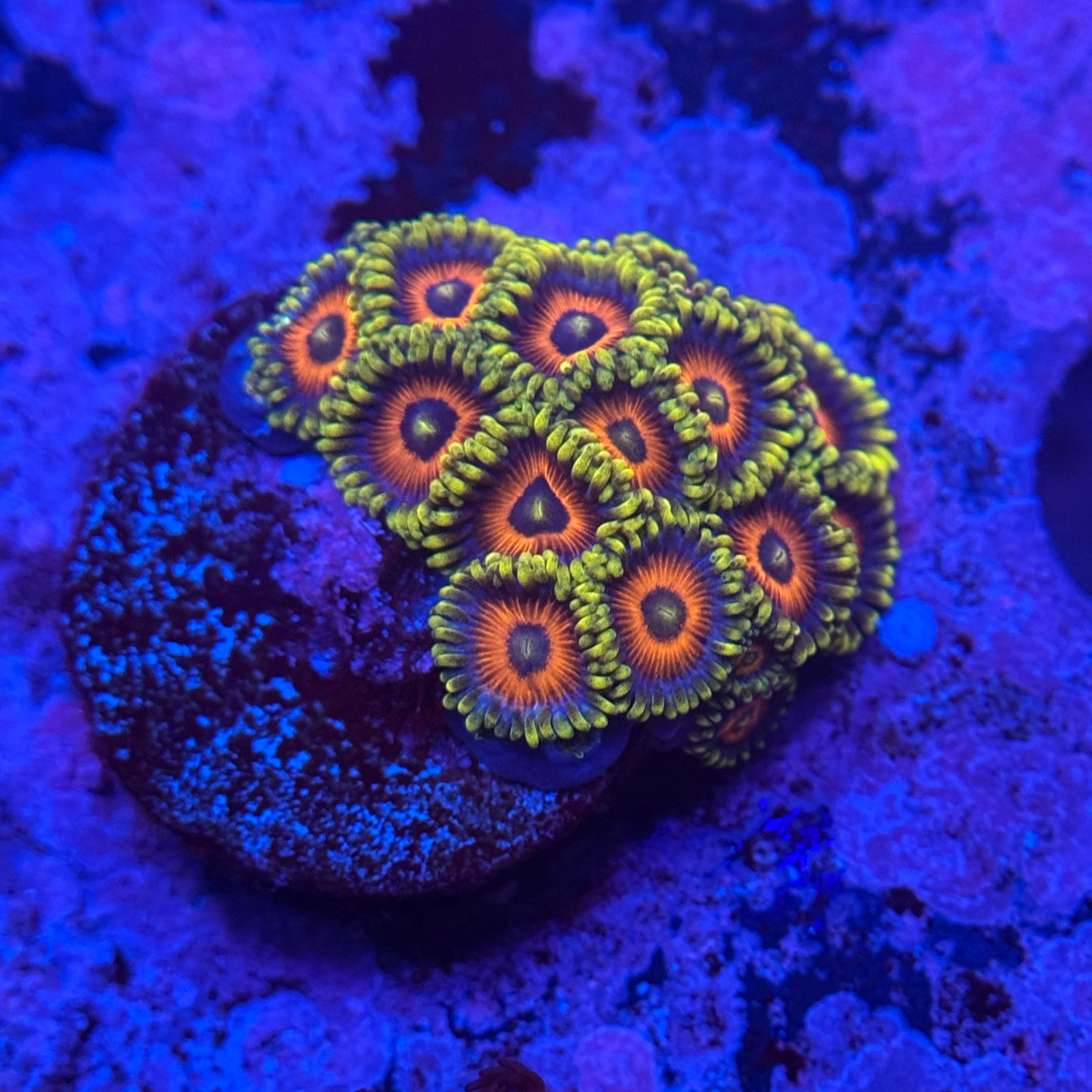 Whammin Watermelon Zoanthids