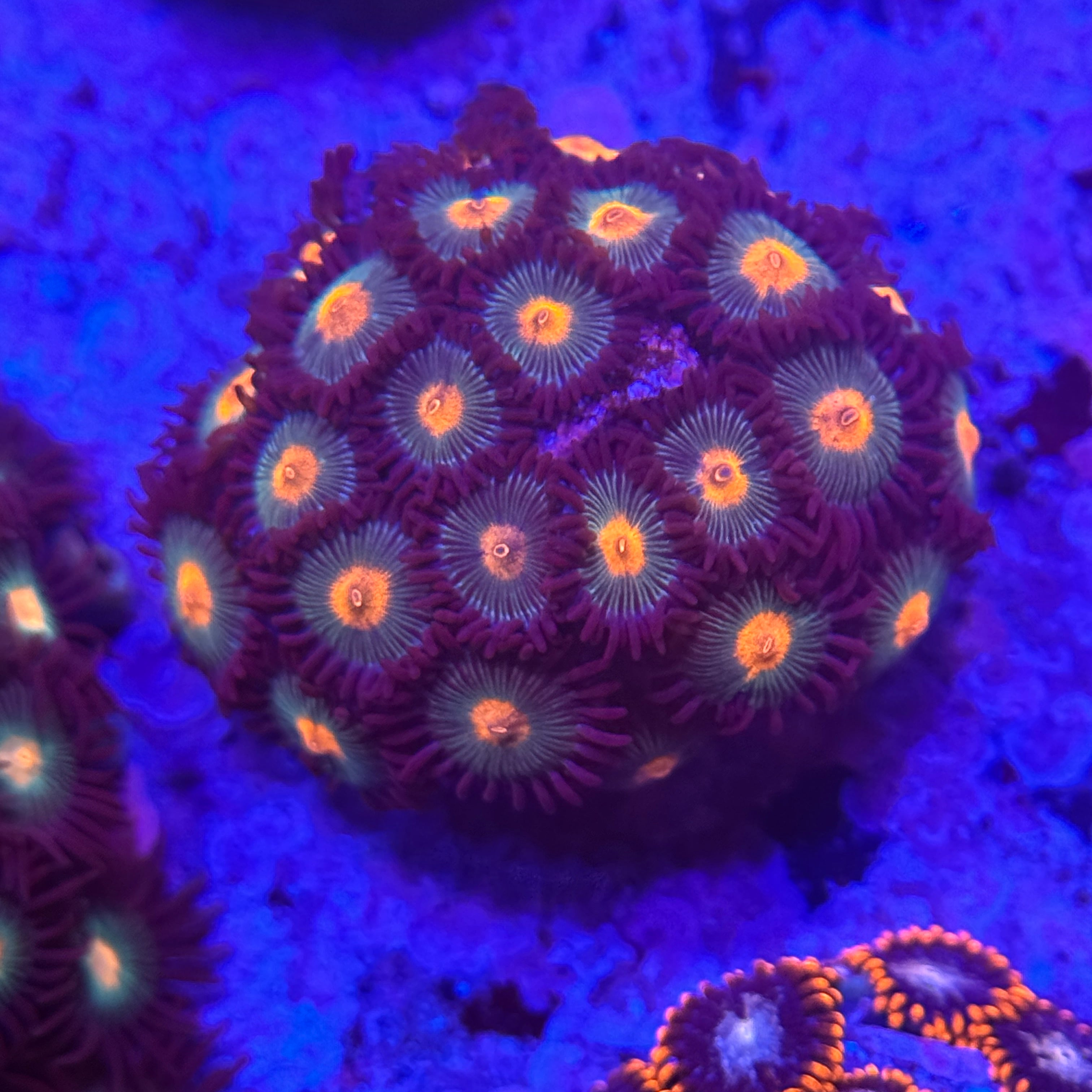 Ninja Turtle Zoanthids