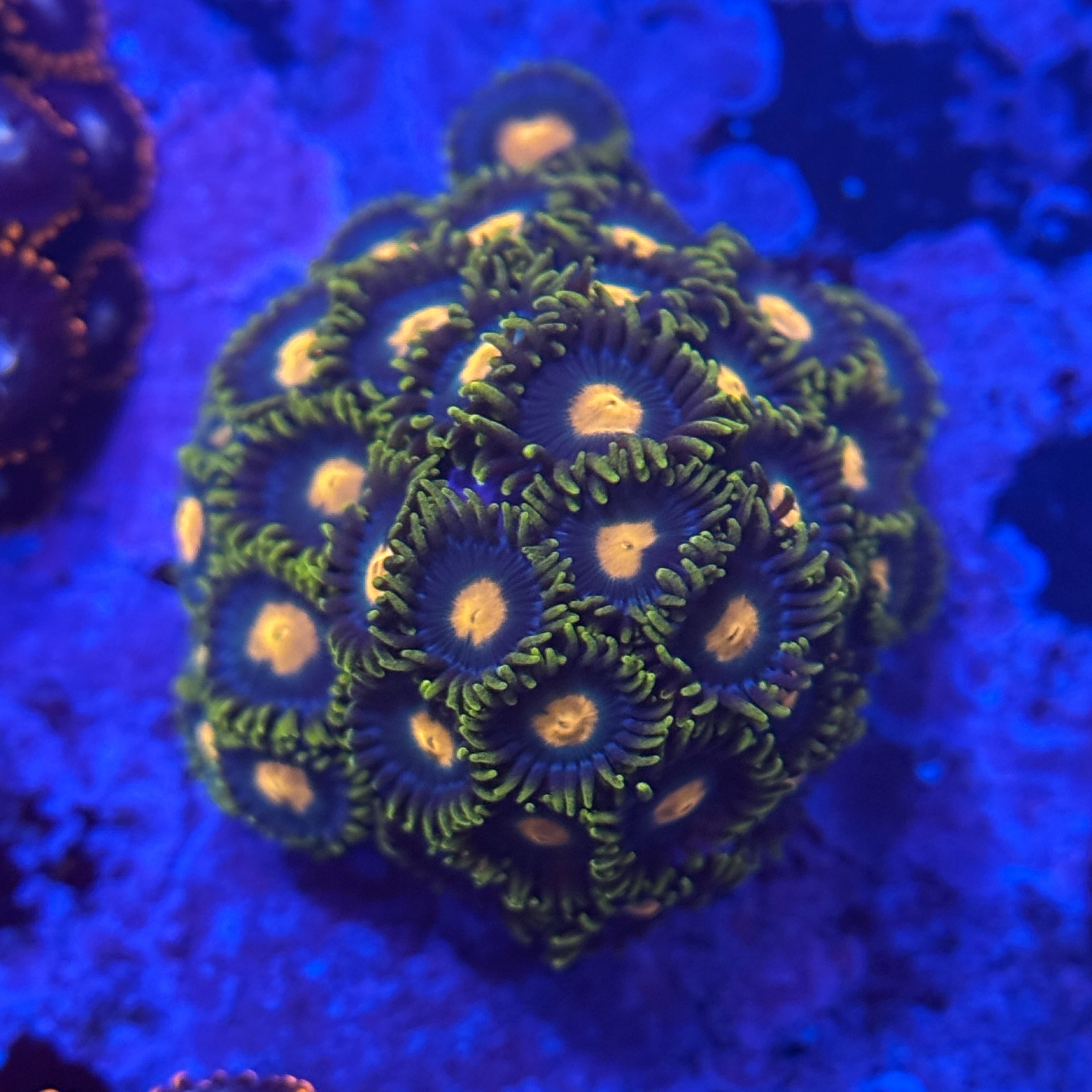 Greenbay Packer Zoanthids