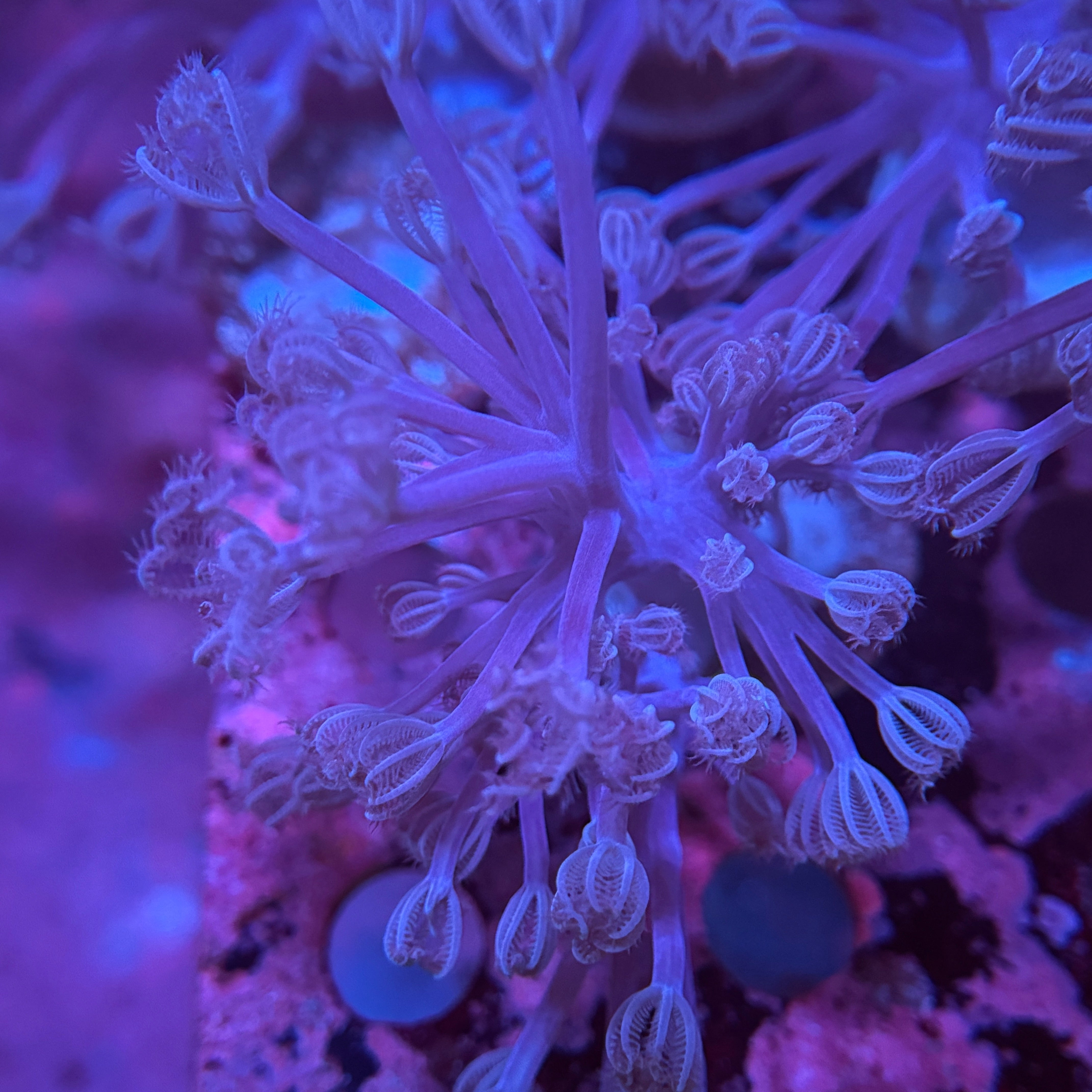 Blue Cespitularia