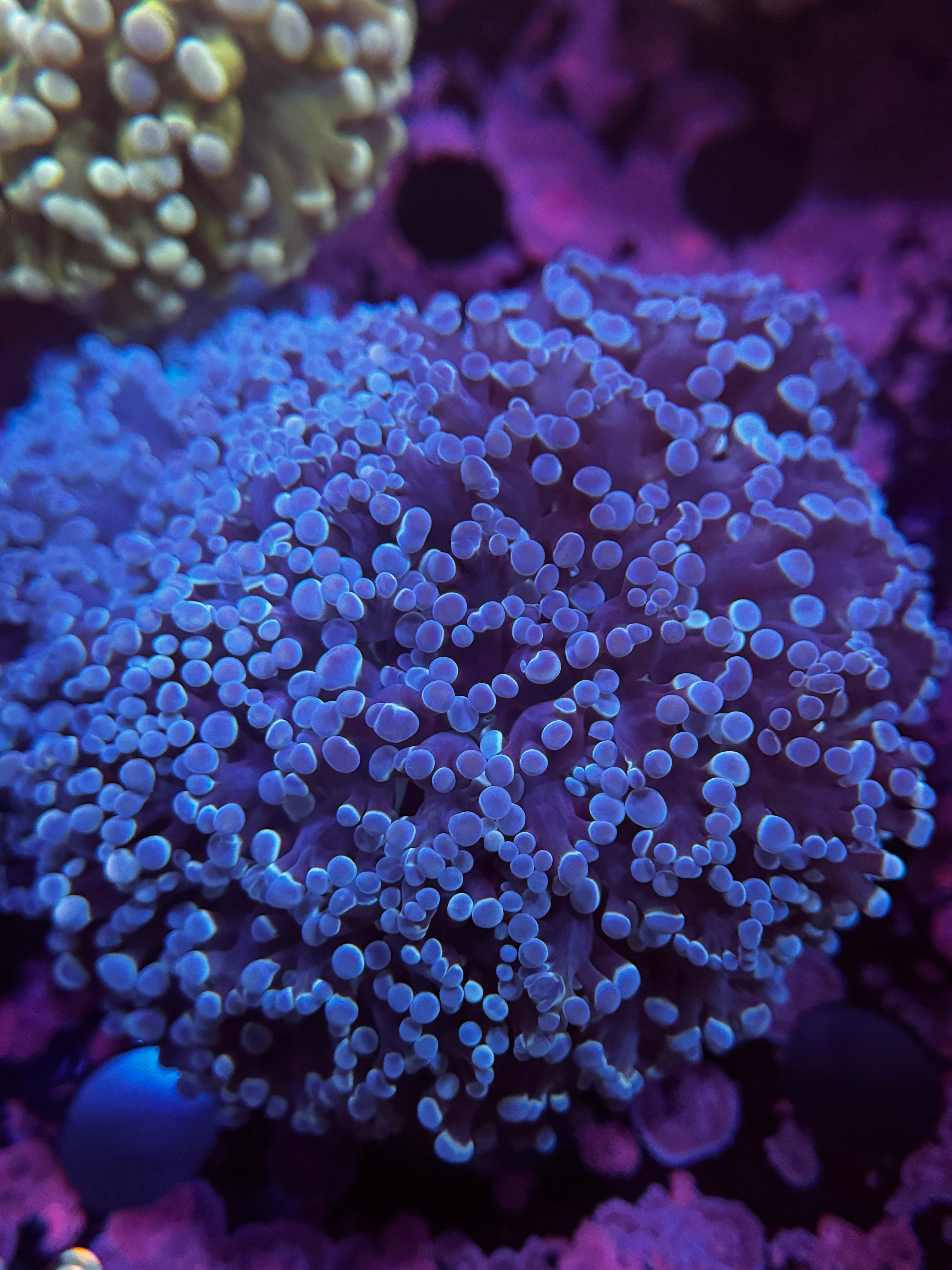 Metalic Blue Kingspawn
