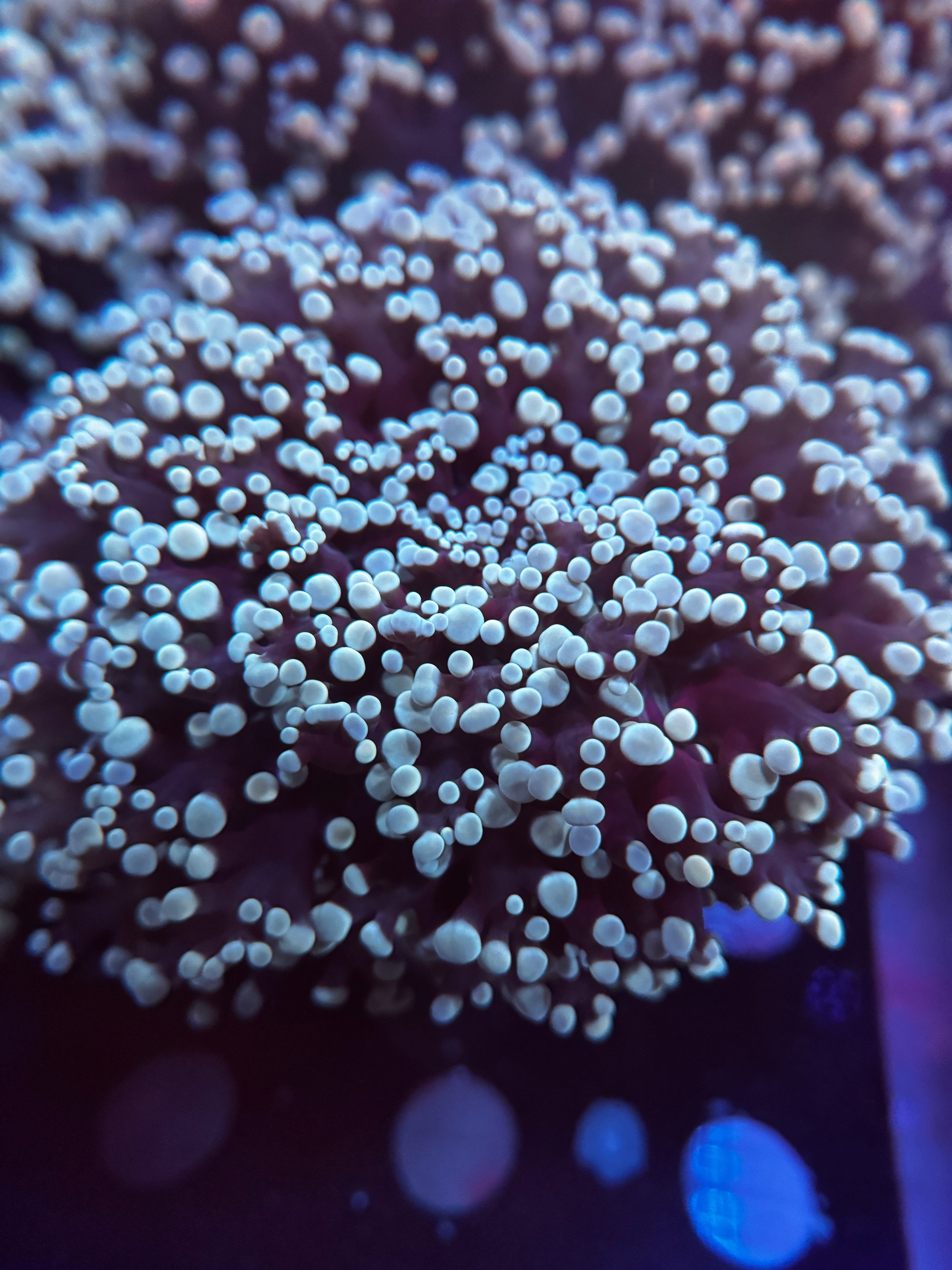 Teal Kingspawn 2