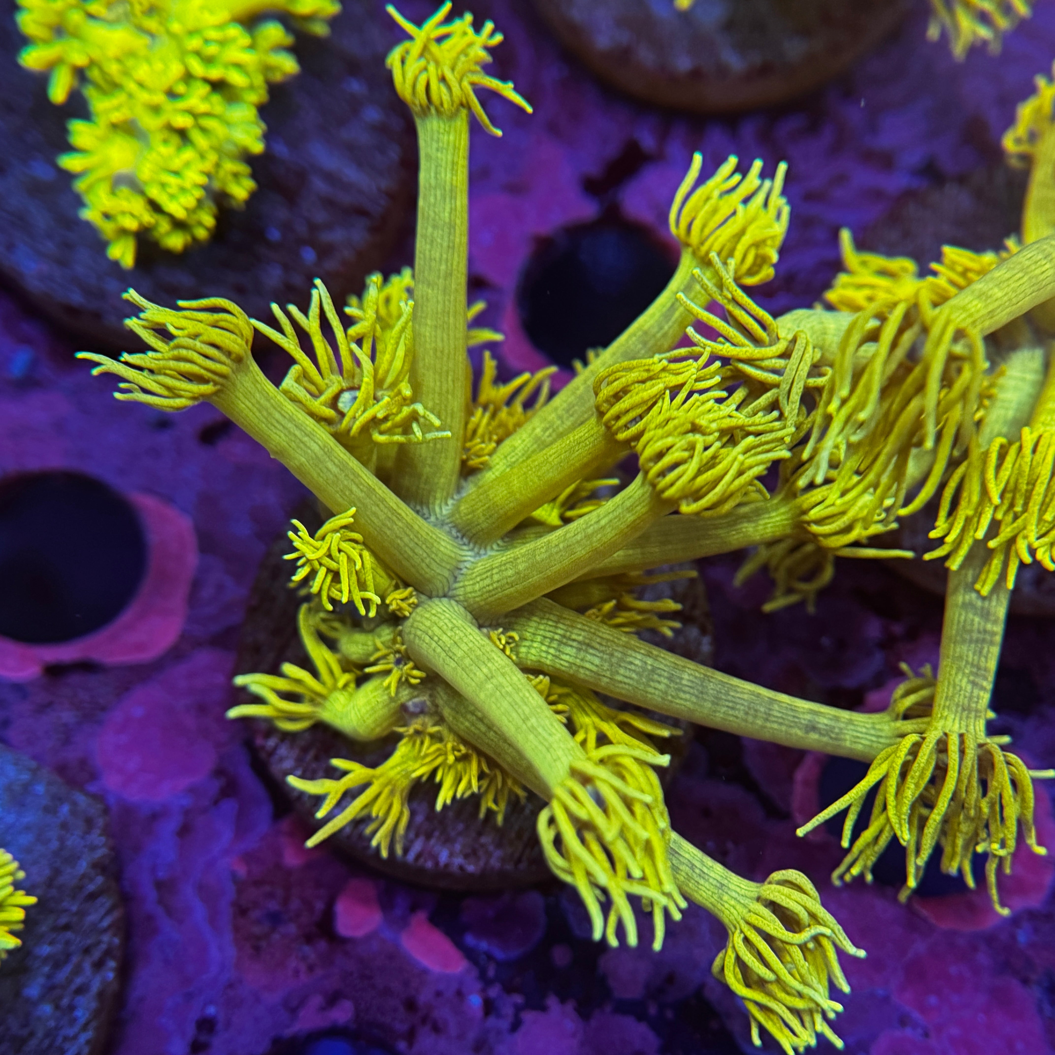 Yellow Banana Goniopora