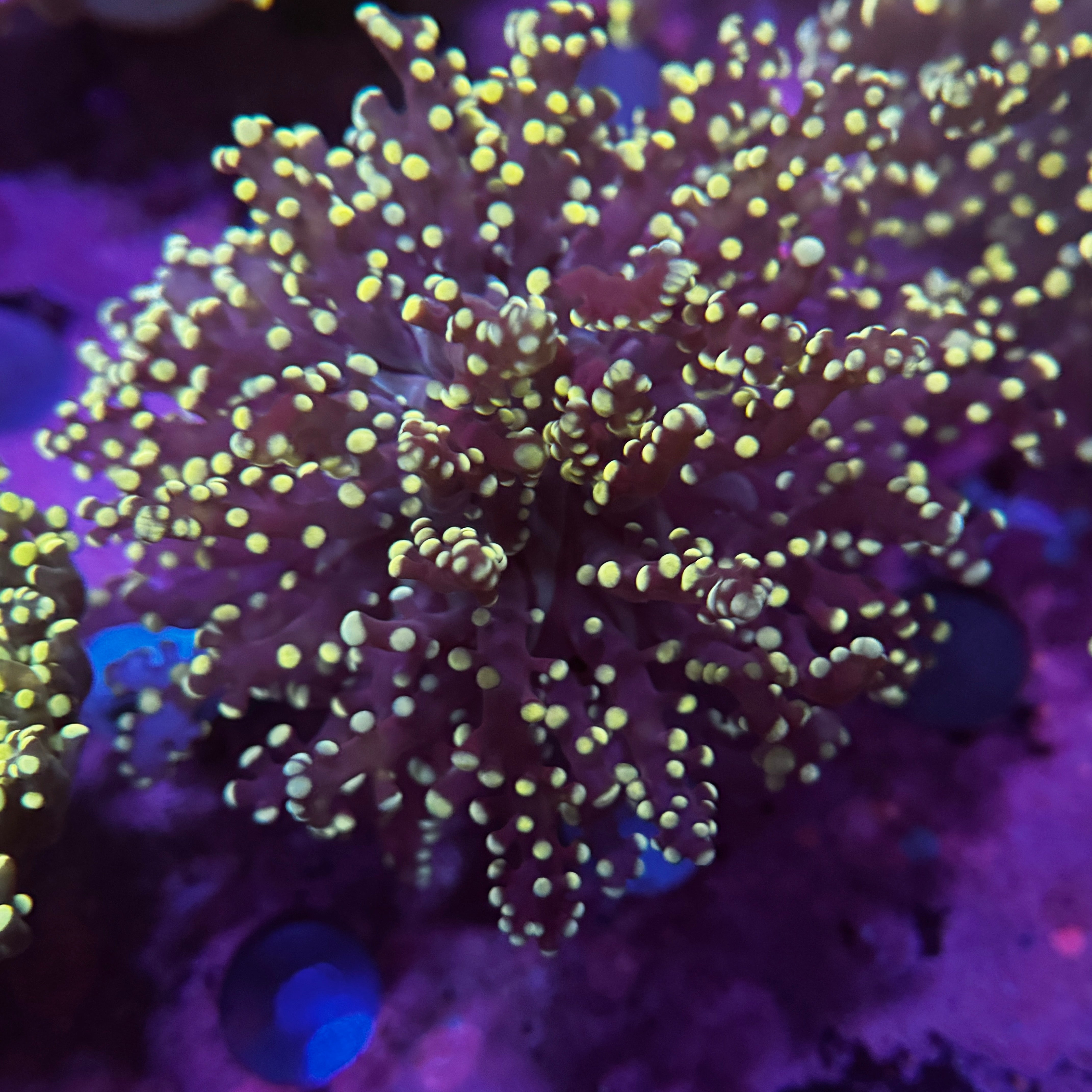 Neon Yaeyamaensis 2