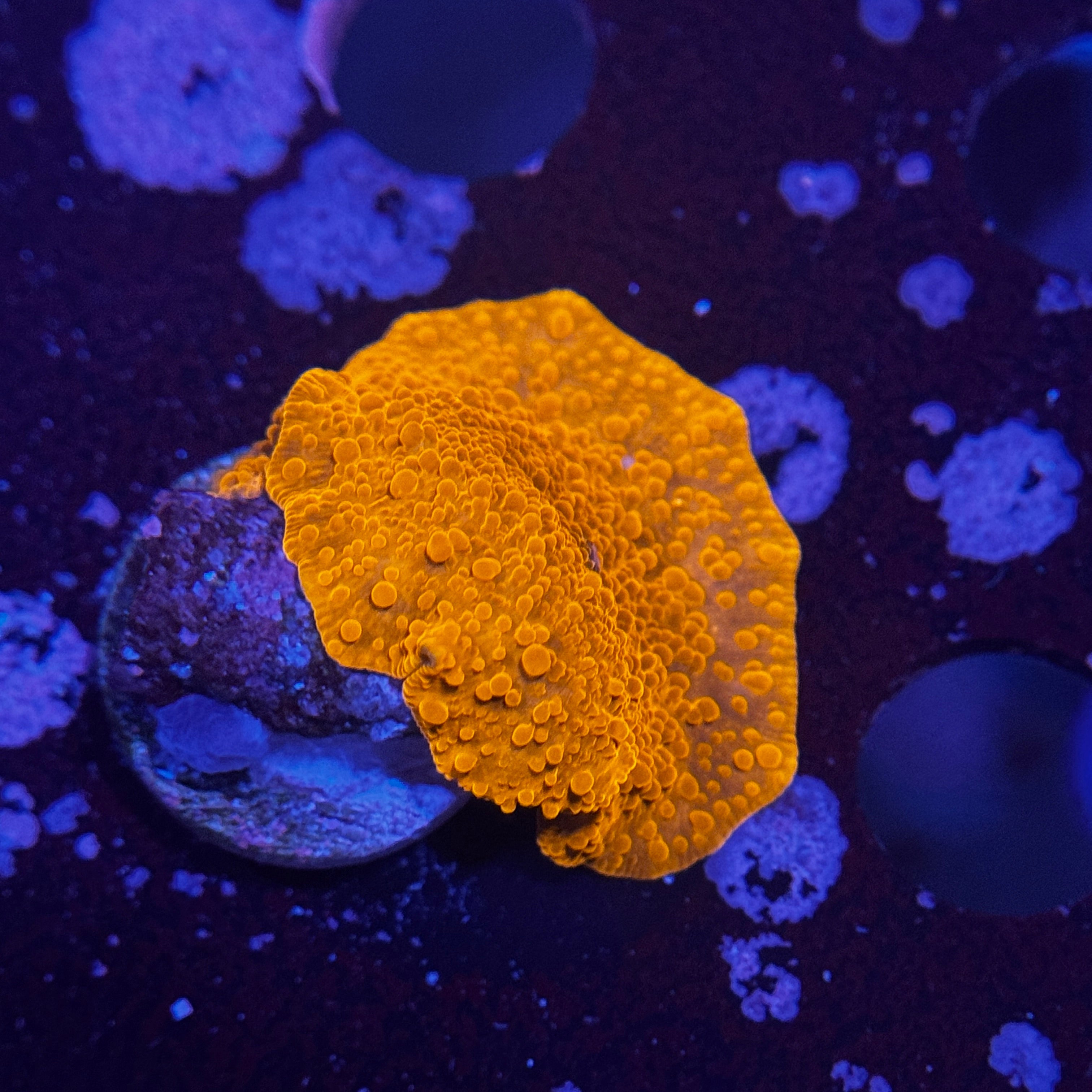 Orange Discosoma Mushroom