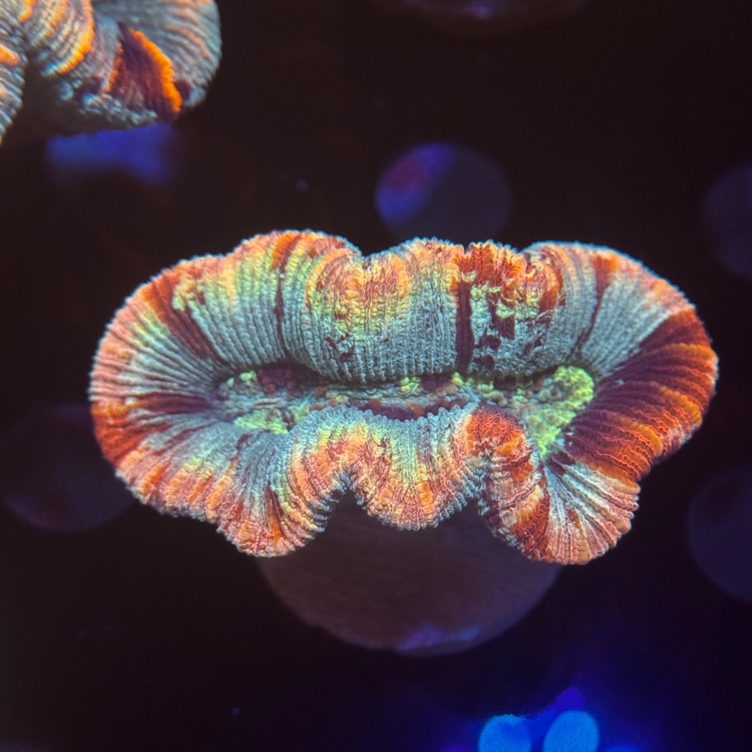 Rainbow Trachy 22