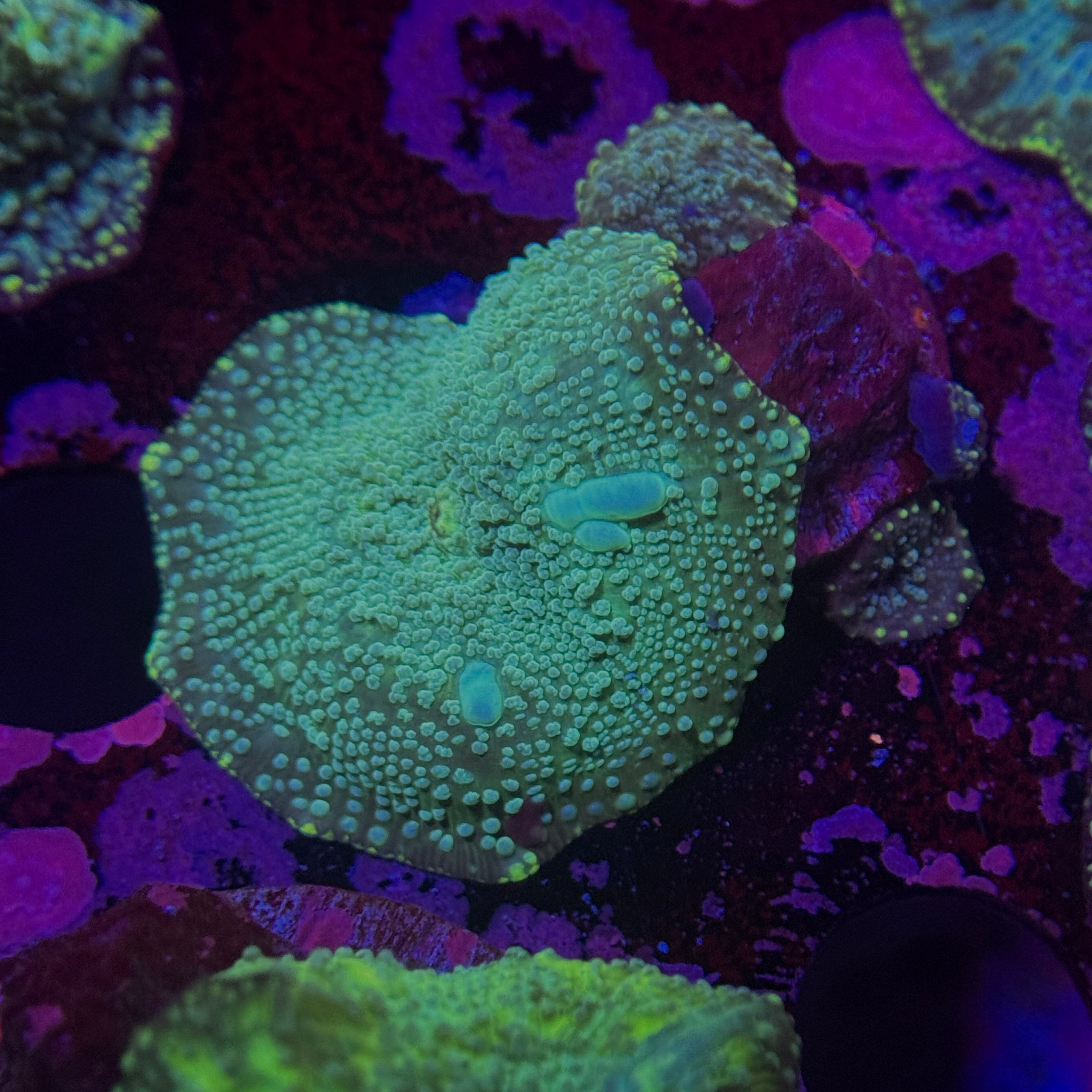 Speckled Mushroom