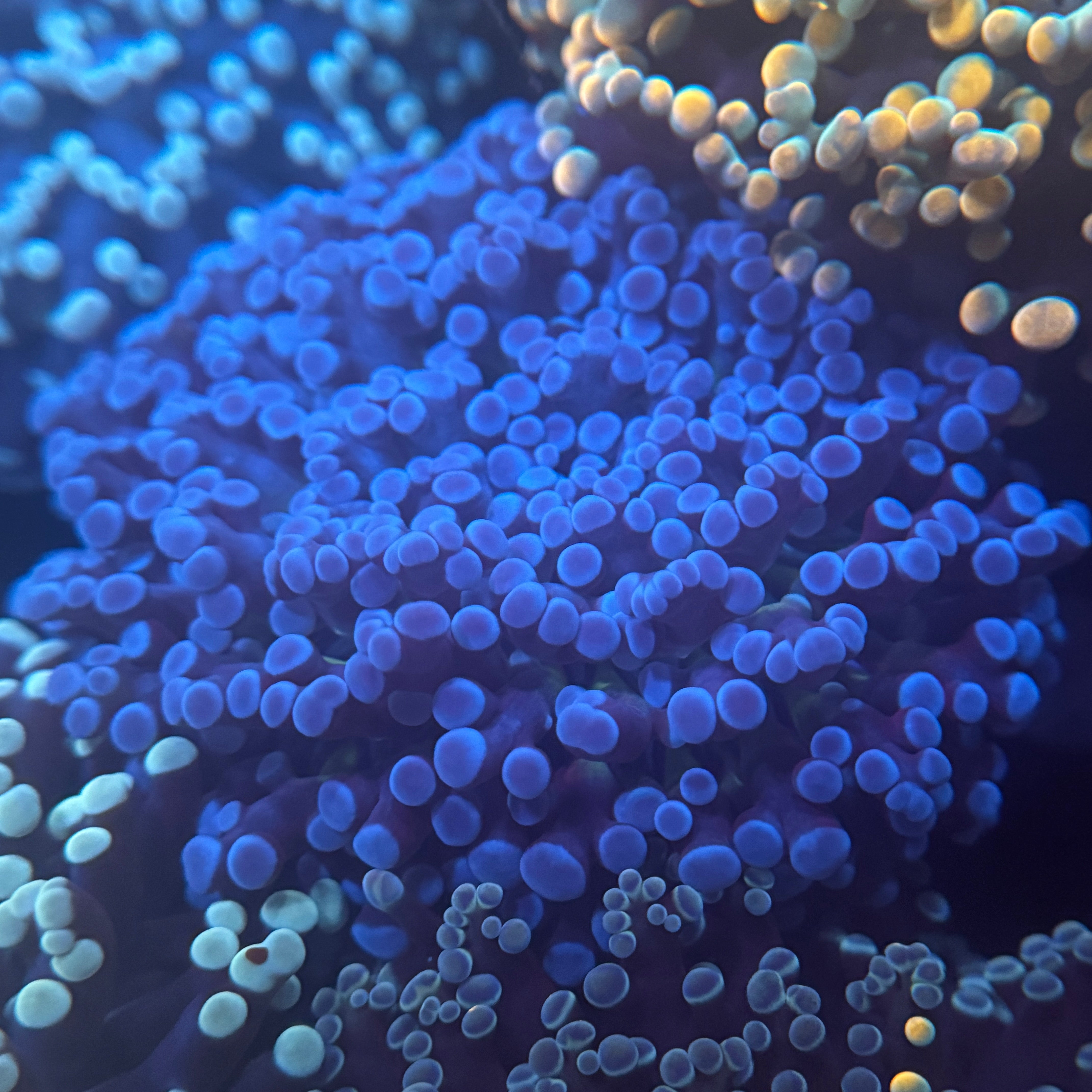 Blue Kingspawn