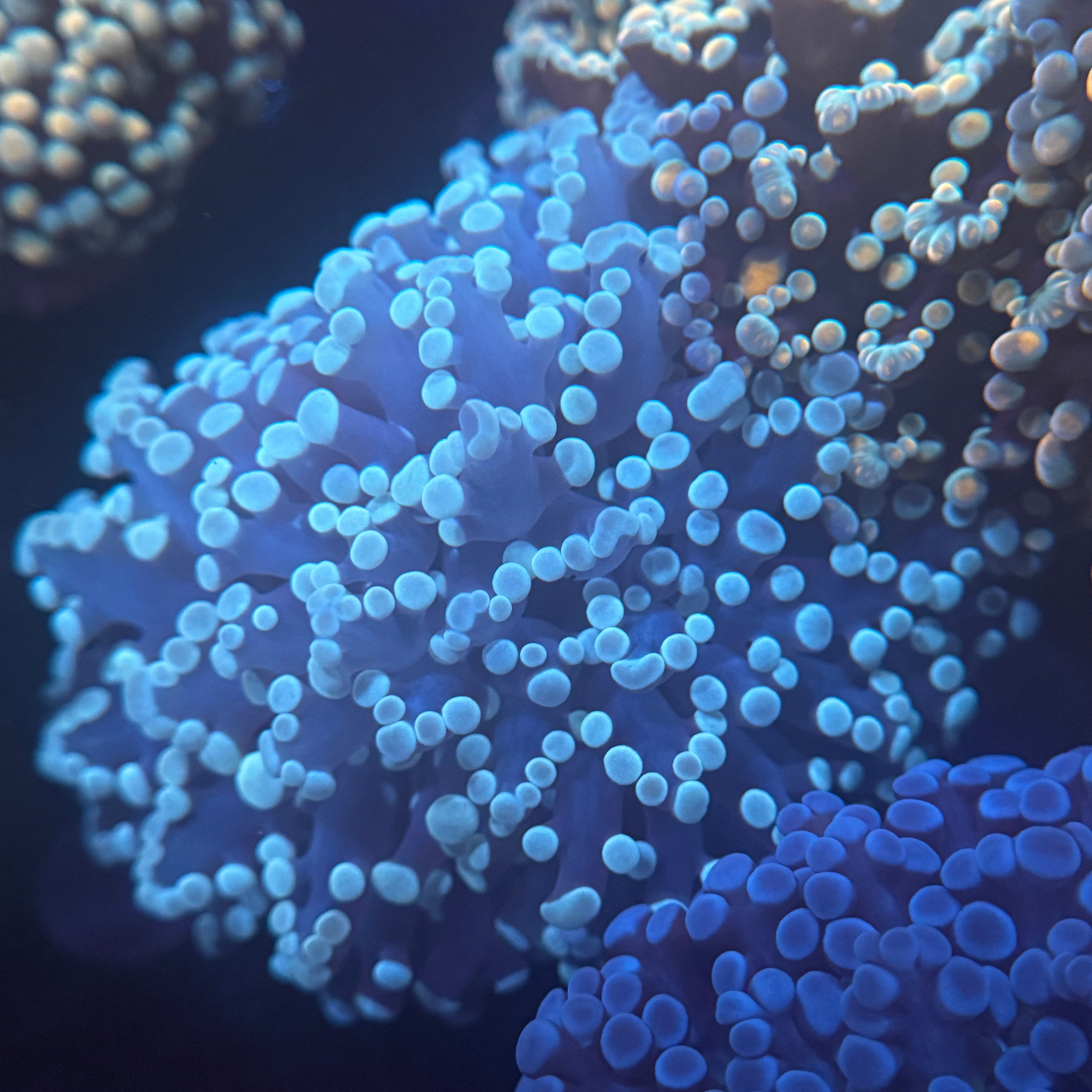 Blue Kingspawn 2