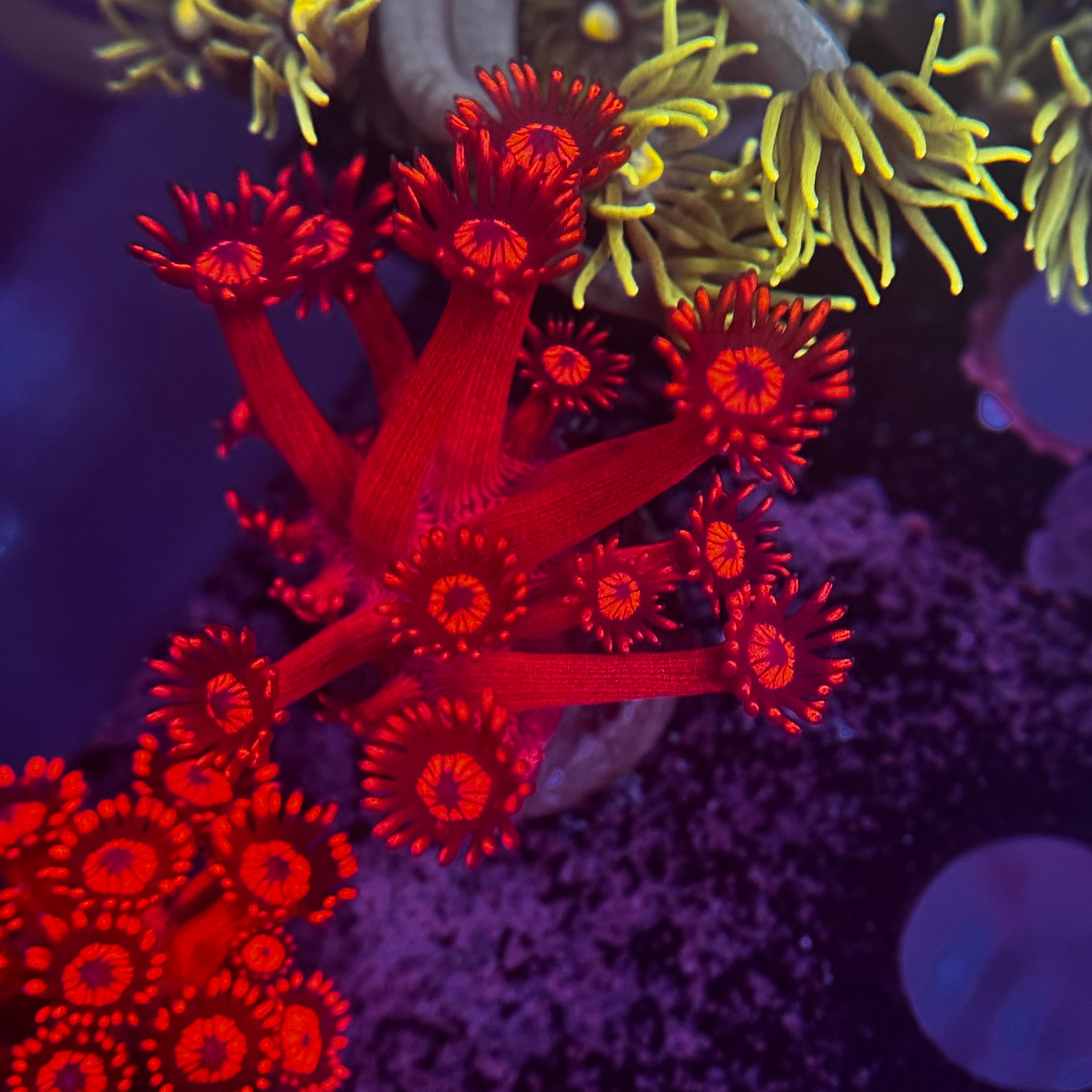 Ruby Red Goniopora