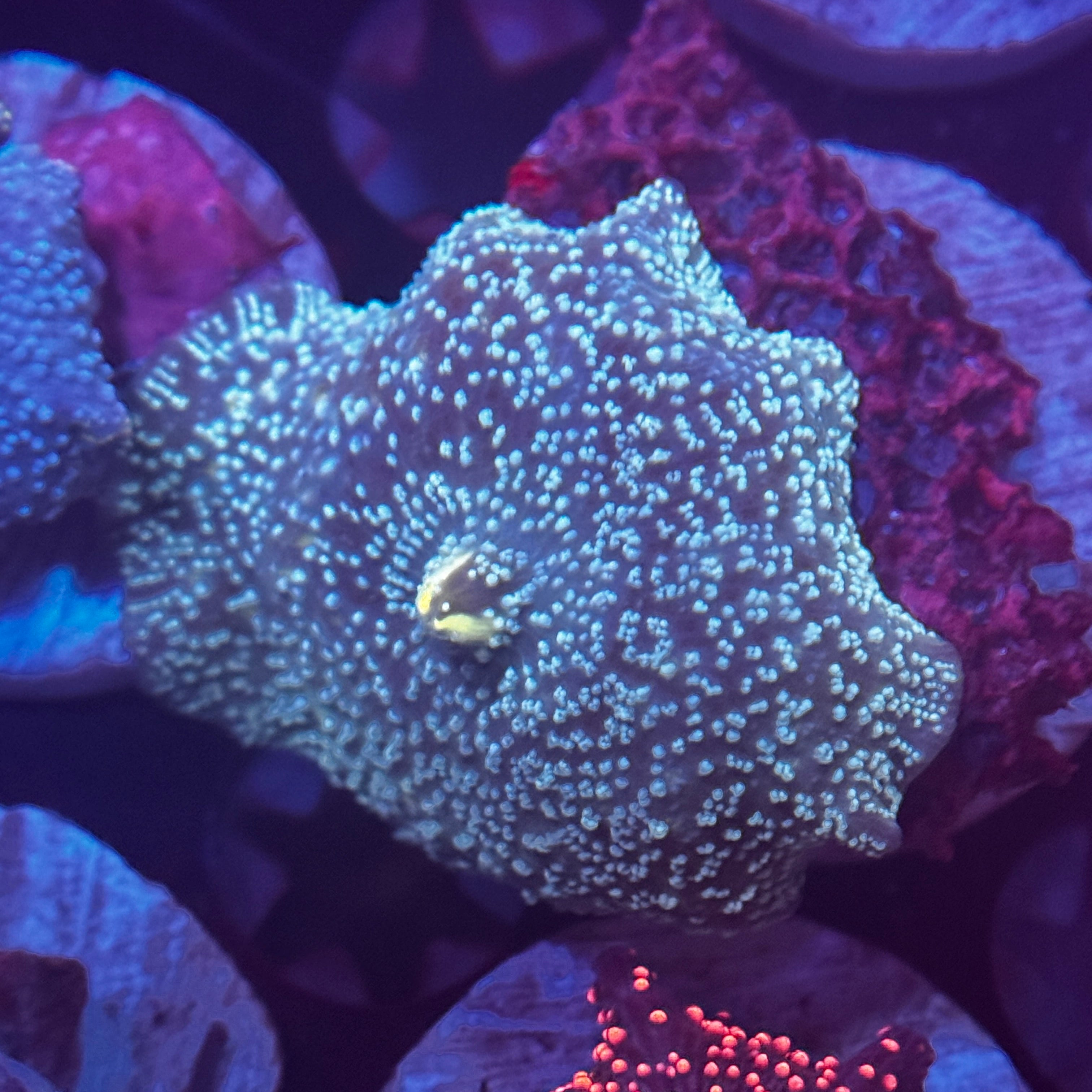Blue Interstellar Mushroom