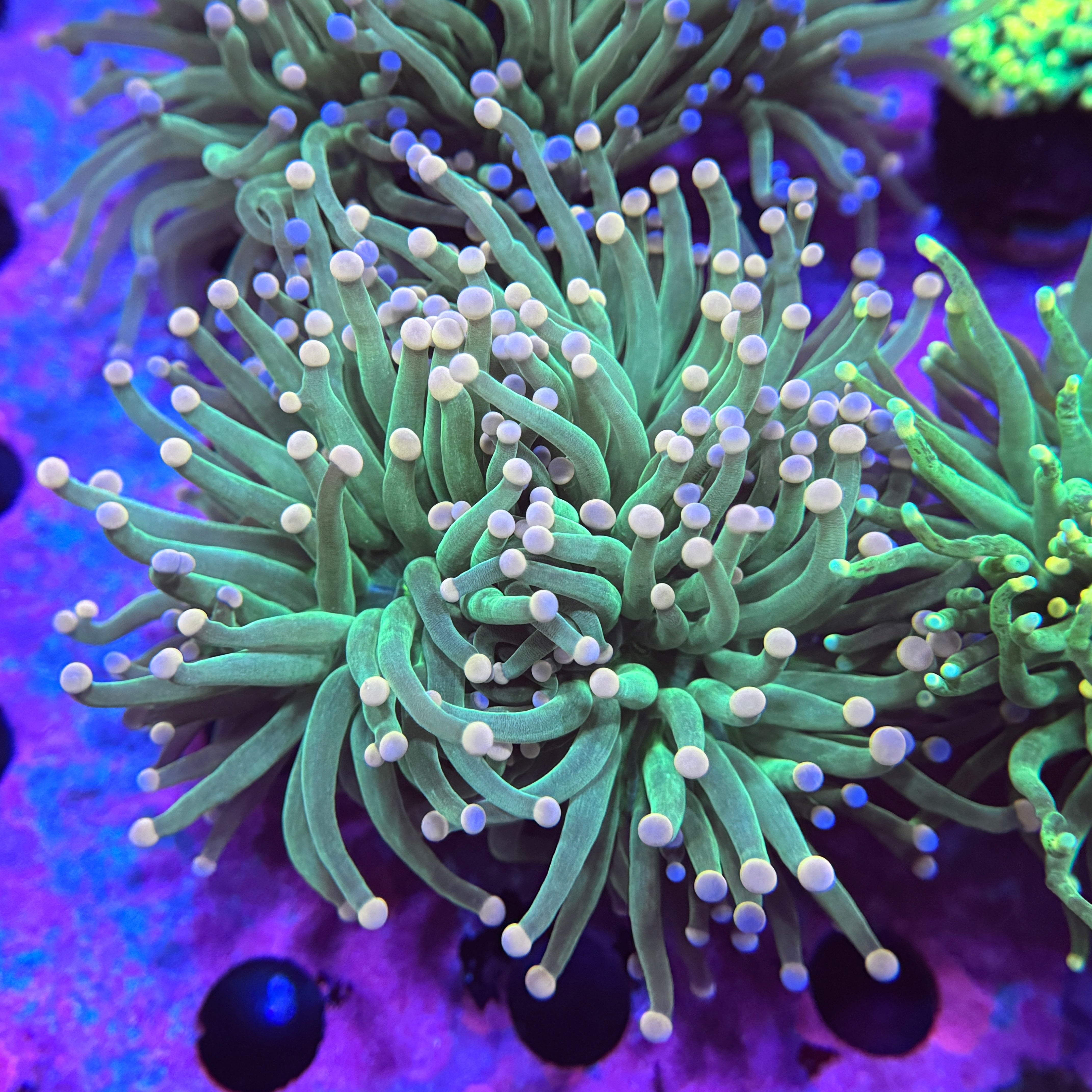 Easter Morning Torch